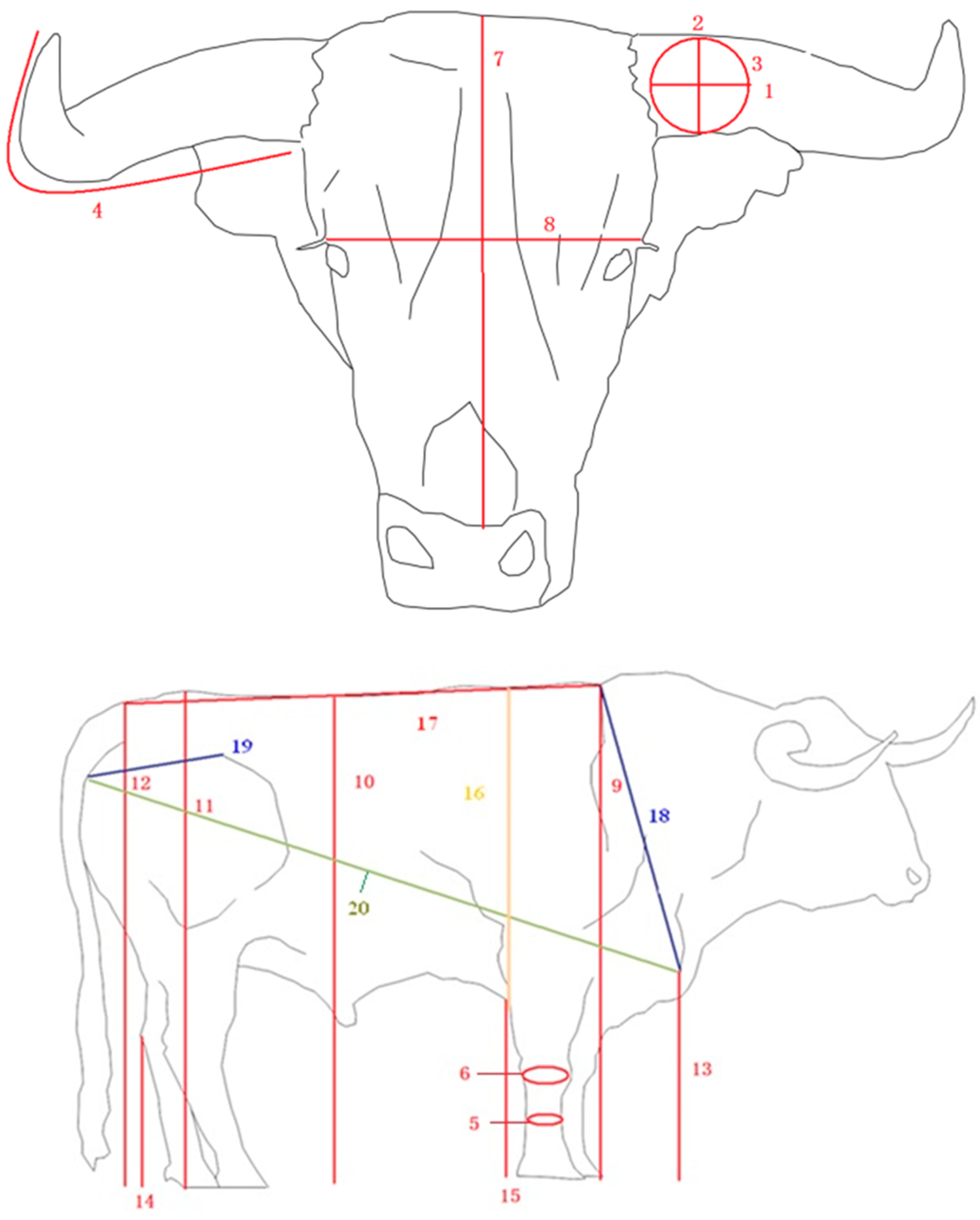 Animals Free Full Text Morphometric Characterization Of The Lidia Cattle Breed Html Animals Free Full Text Morphometric Characterization Of The Lidia Cattle Breed Html