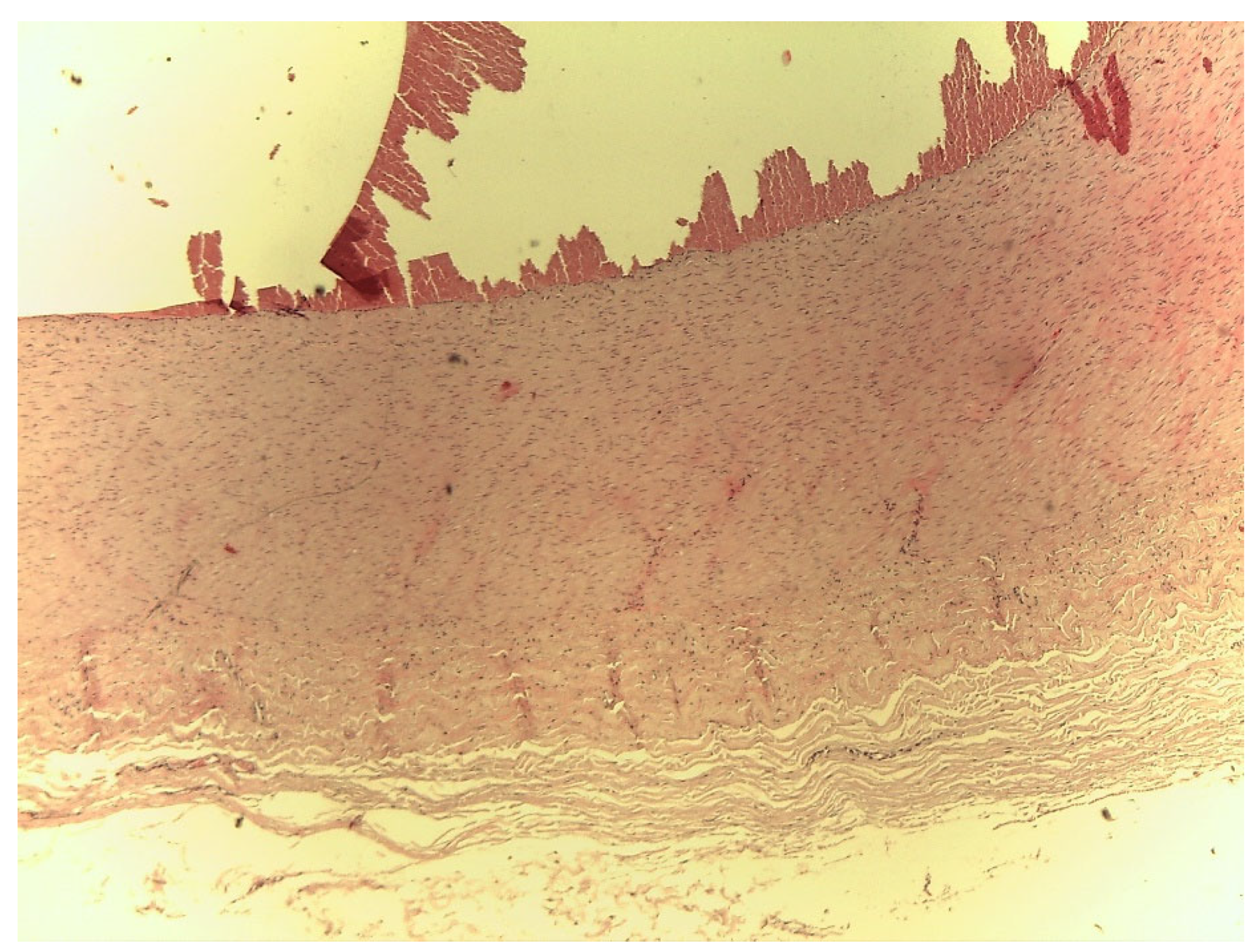 Animals 10 01183 g002