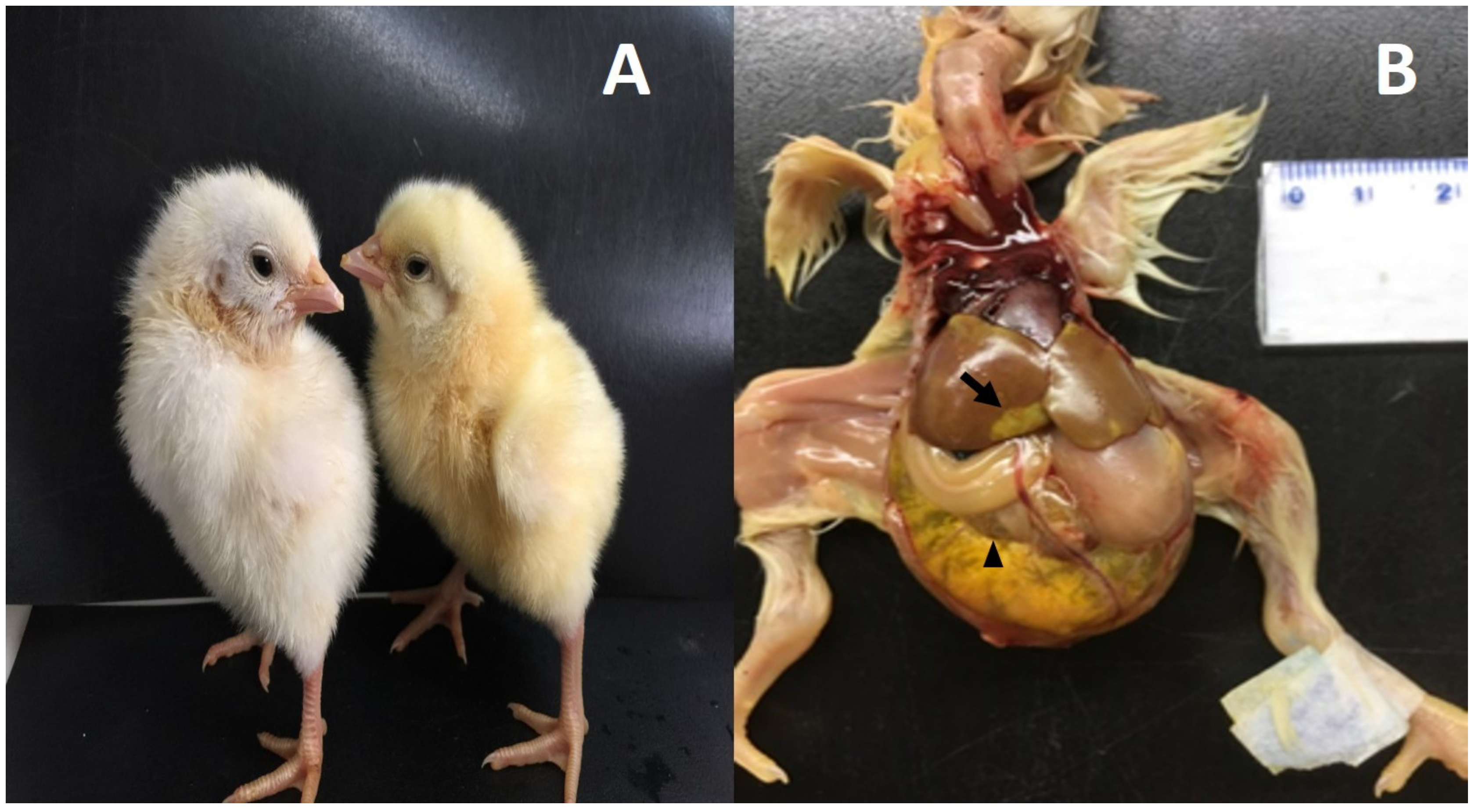 Animals 10 01195 g001 Animals 10 01195 g001