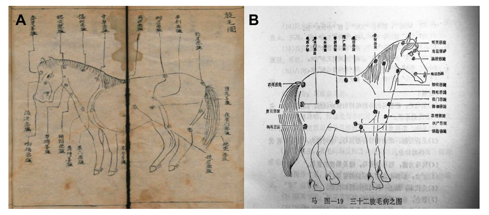 Animals 10 01196 g003 Animals 10 01196 g003