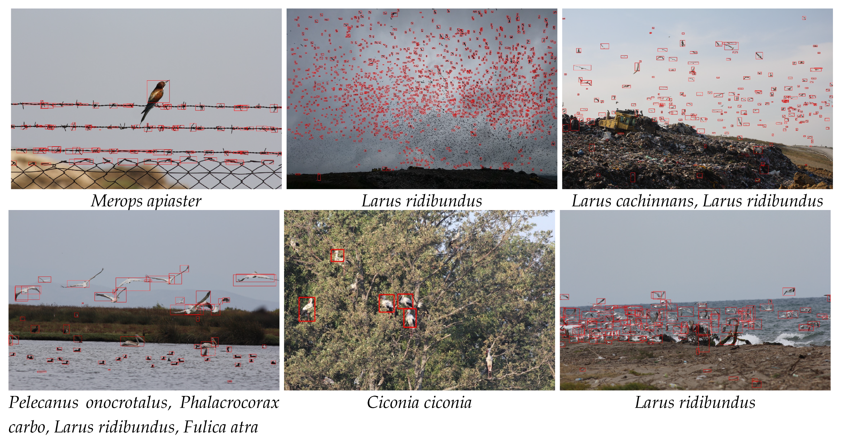 Animals 10 01207 g008