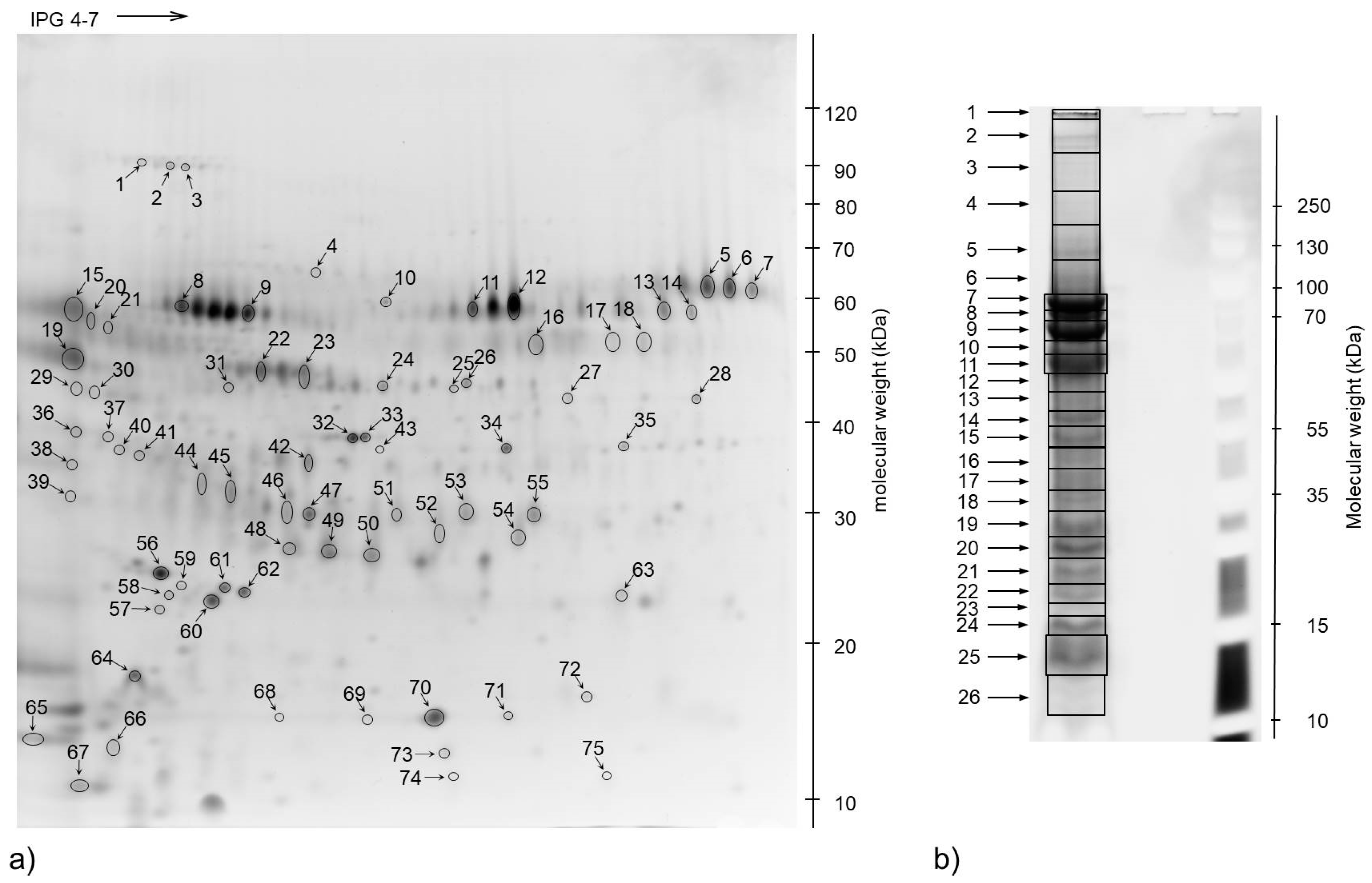 Animals 10 01257 g001