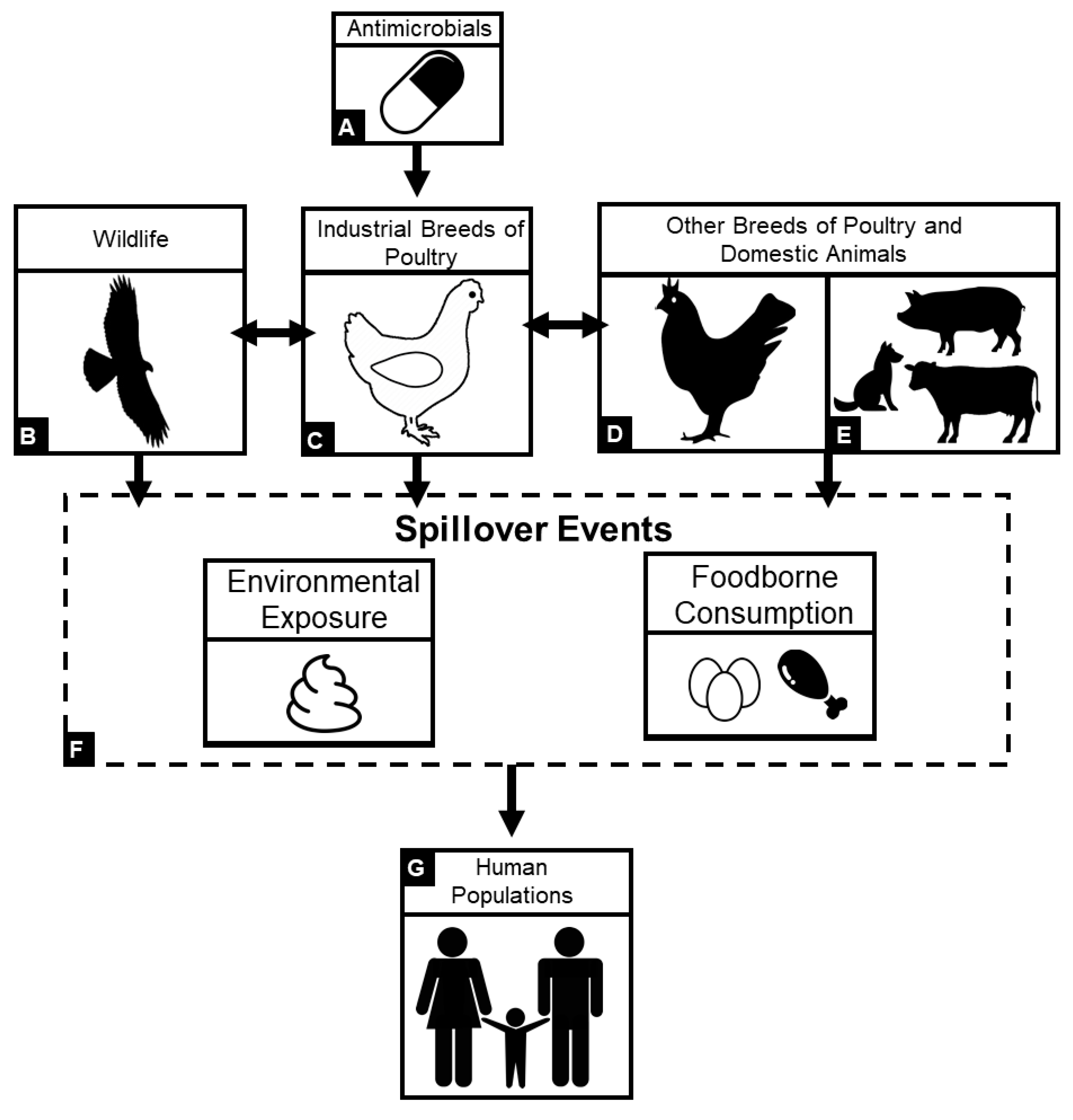 Animals Free Full Text A Review Of Antimicrobial Resistance In Poultry Farming Within Low Resource Settings Html