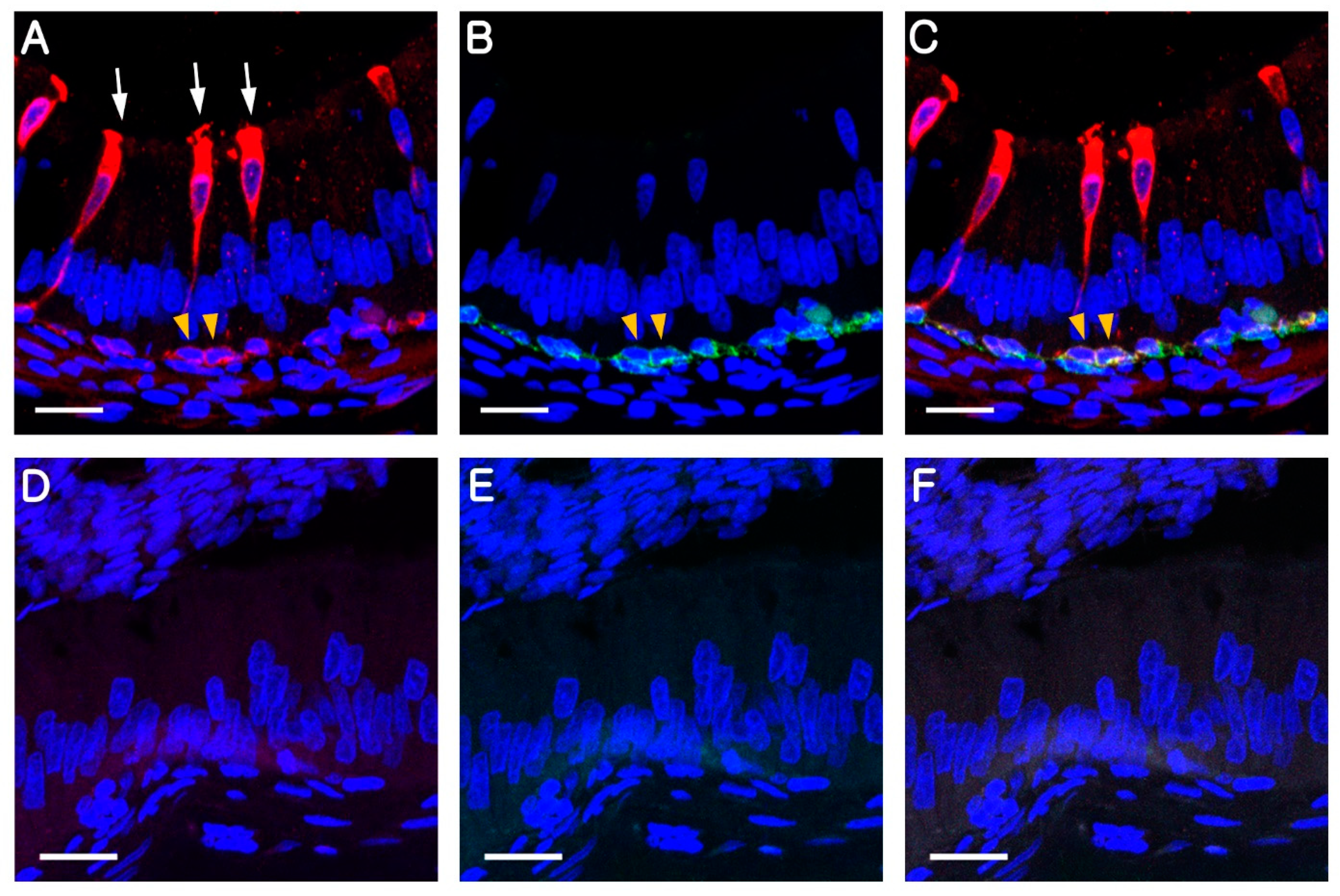 Animals 10 01273 g001 Animals 10 01273 g001
