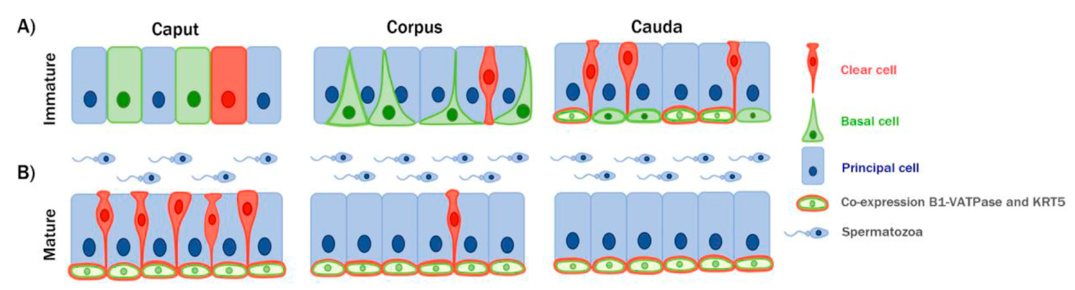 Animals 10 01273 g006 Animals 10 01273 g006