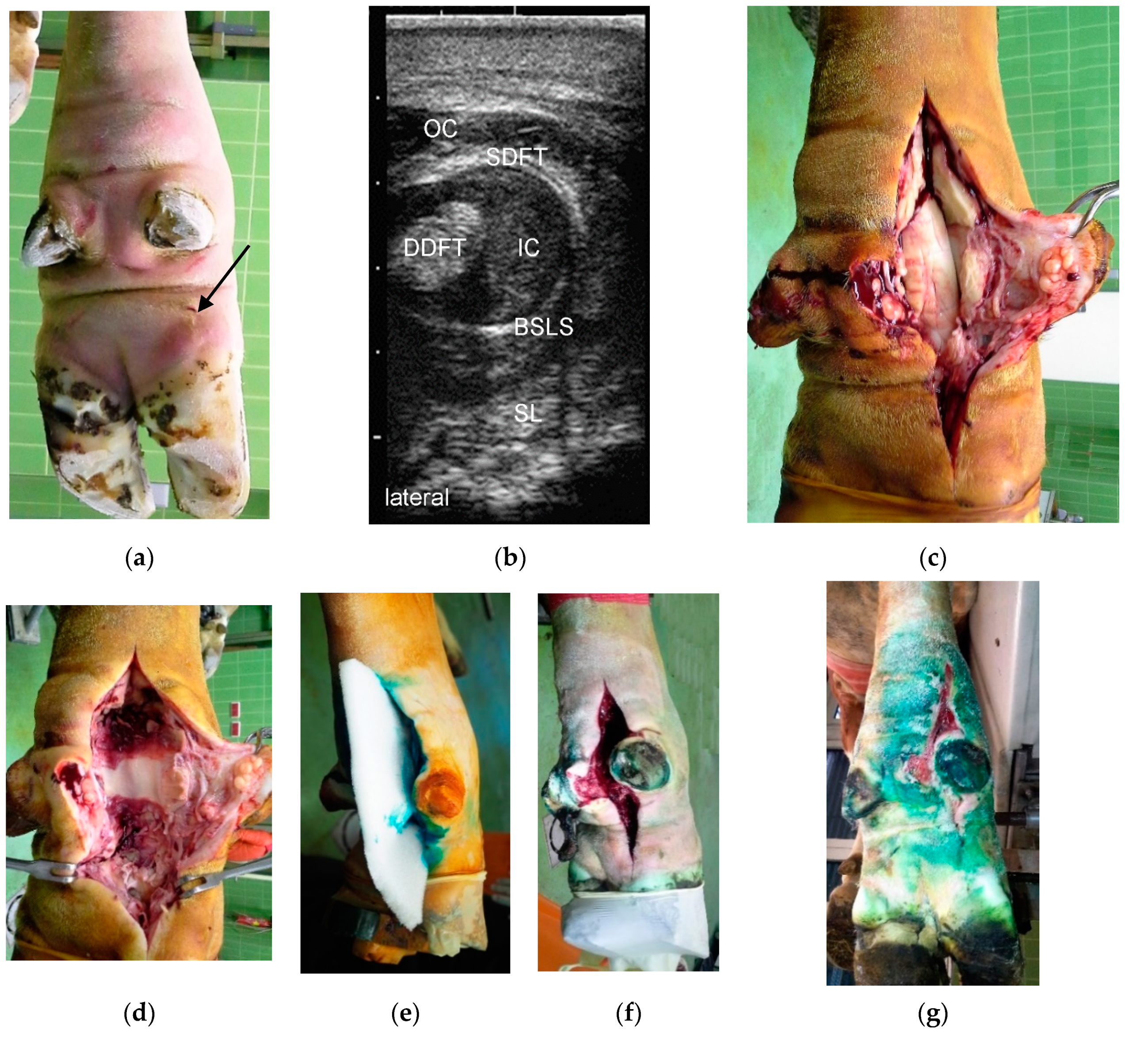 Animals 10 01303 g001