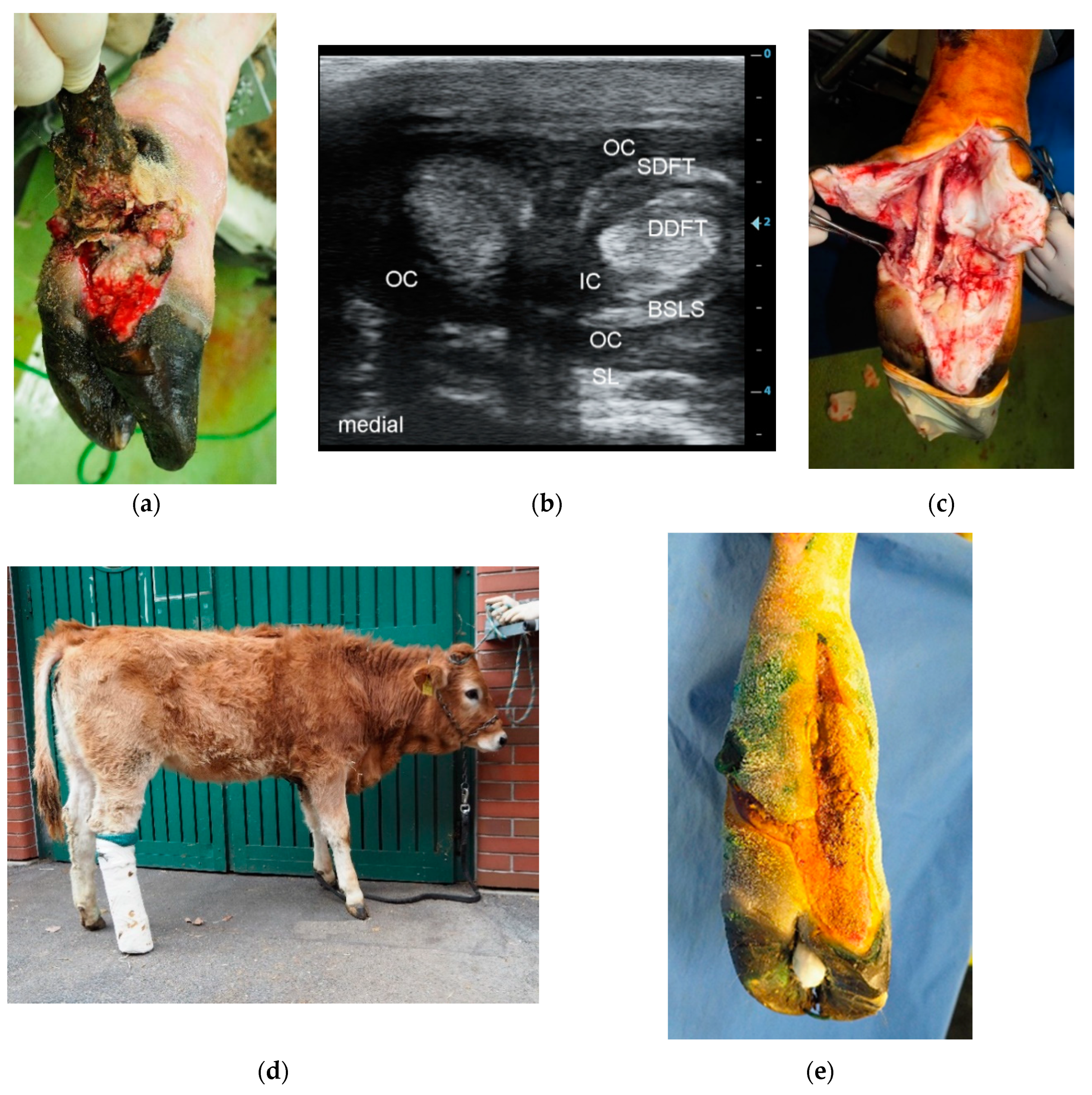 Animals 10 01303 g002