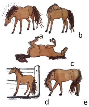 Animals 10 01334 i001 Animals 10 01334 i001