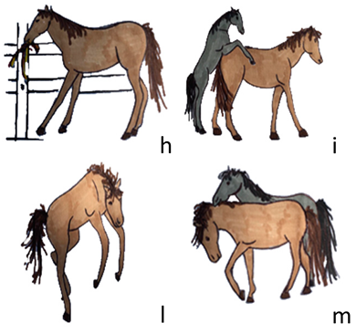 Animals 10 01334 i004 Animals 10 01334 i004