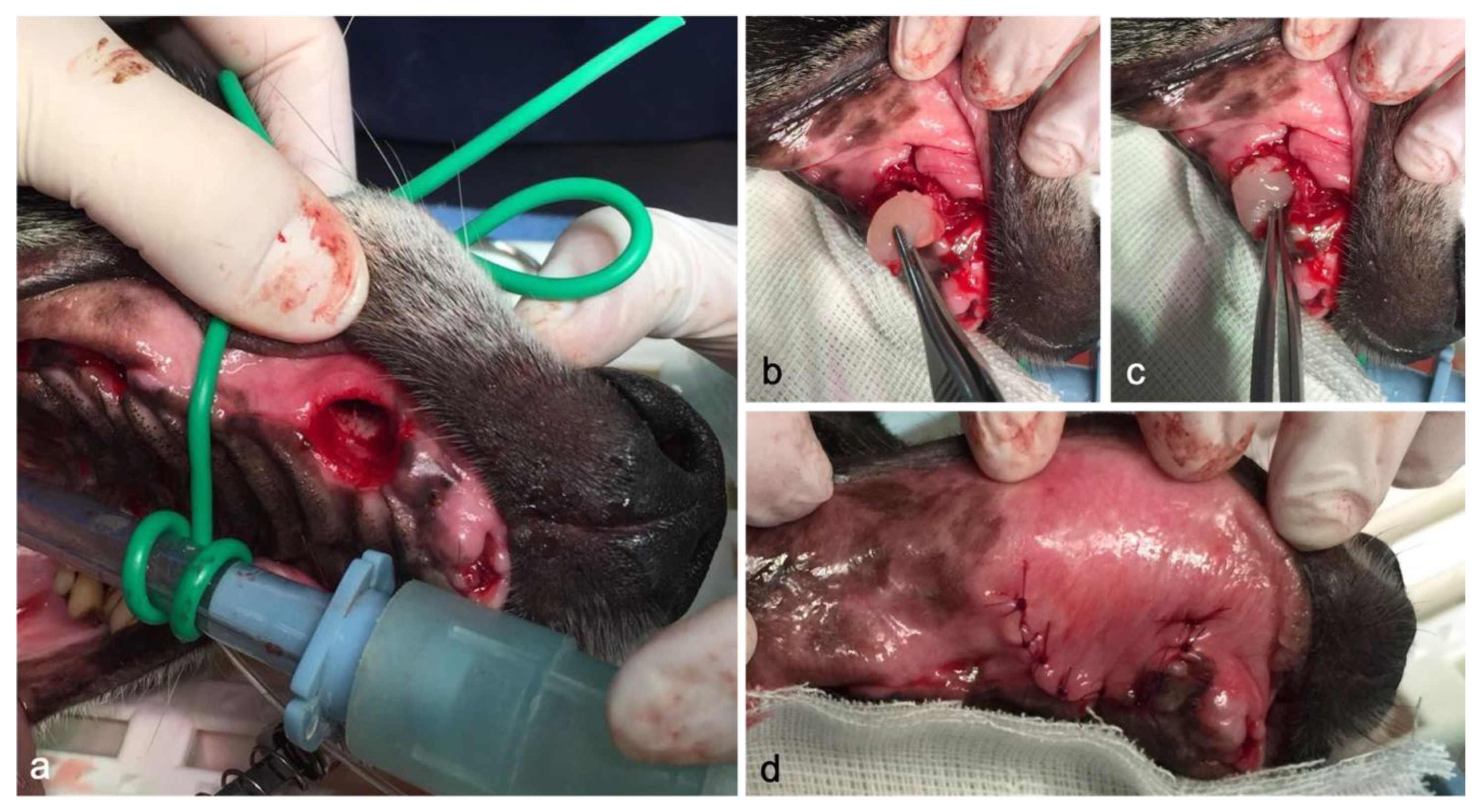 Animals 10 01343 g002