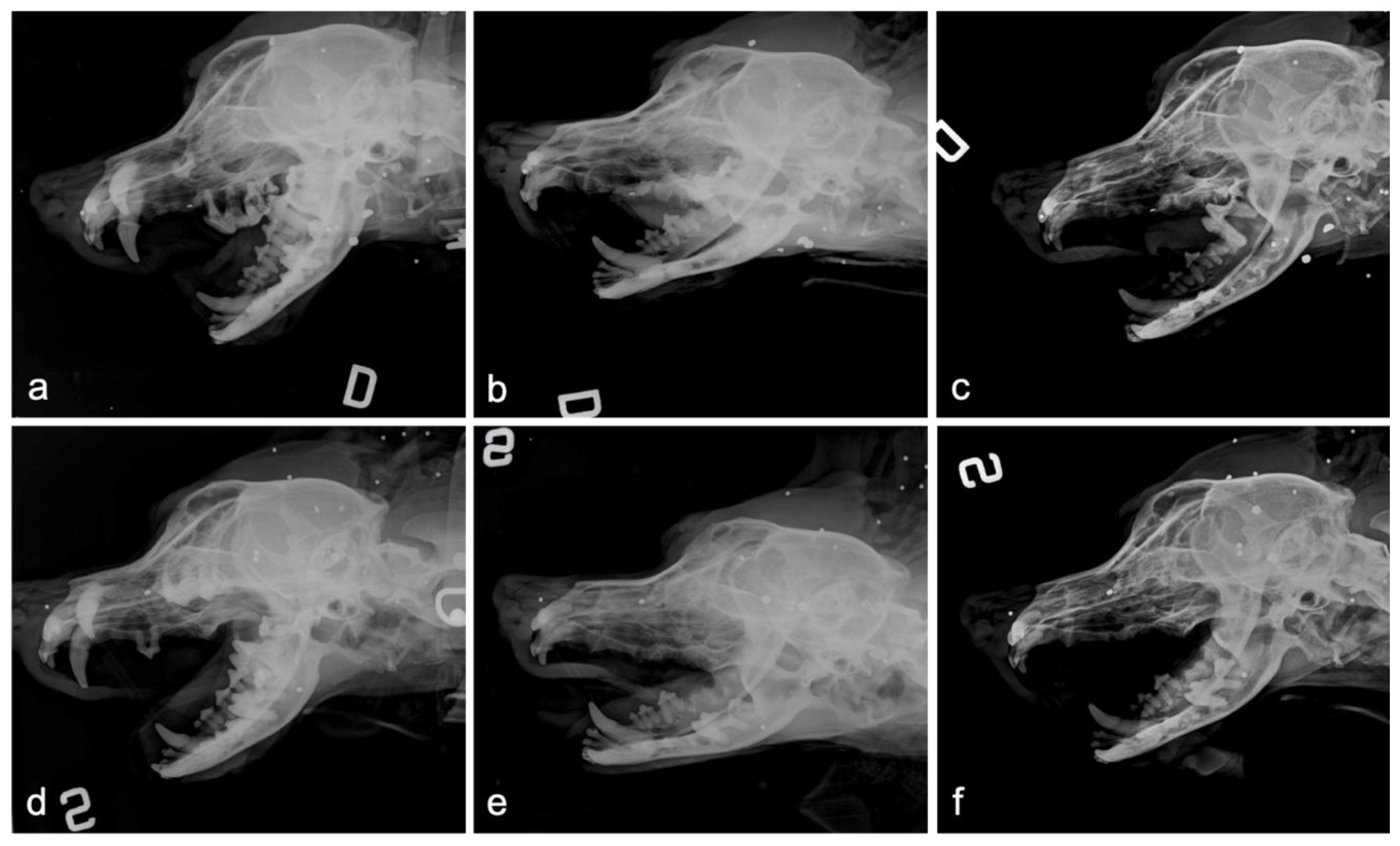 Animals | Free Full-Text | Effects of Autologous Platelet-Rich Fibrin in  Post-Extraction Alveolar Sockets: A Randomized, Controlled Split-Mouth  Trial in Dogs with Spontaneous Periodontal Disease