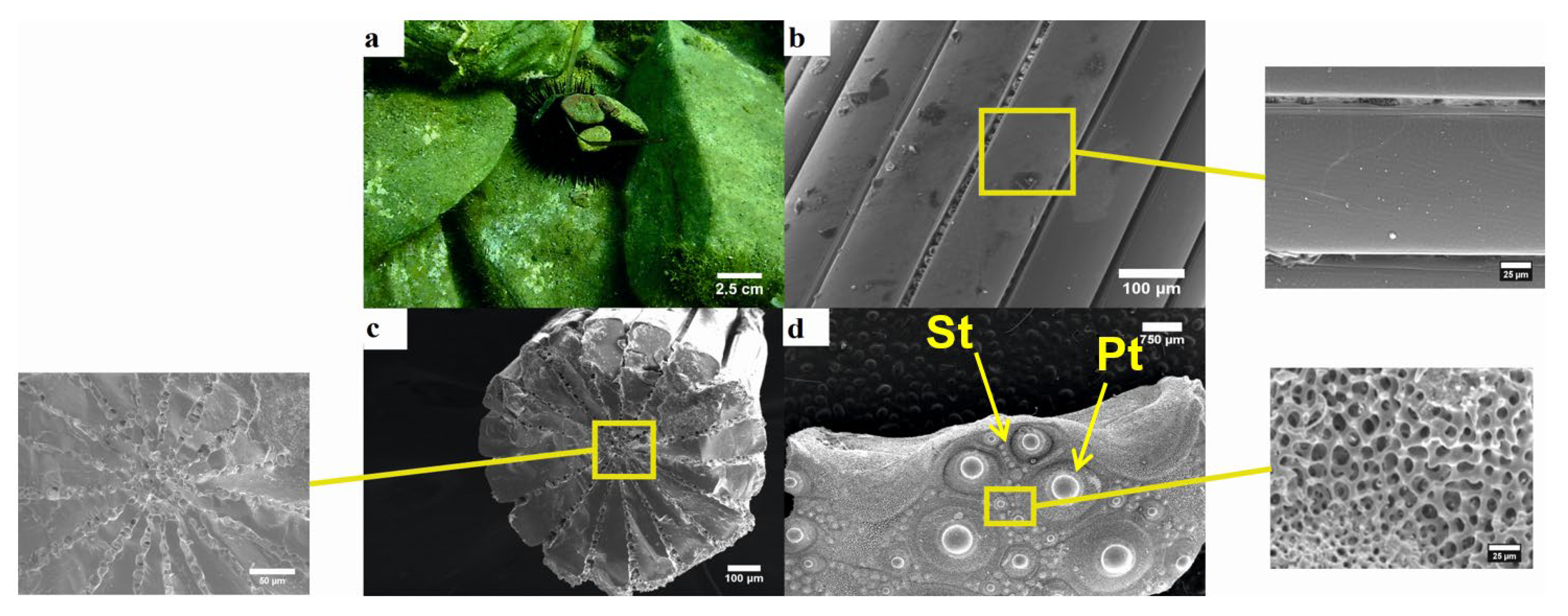 Animals 10 01351 g004