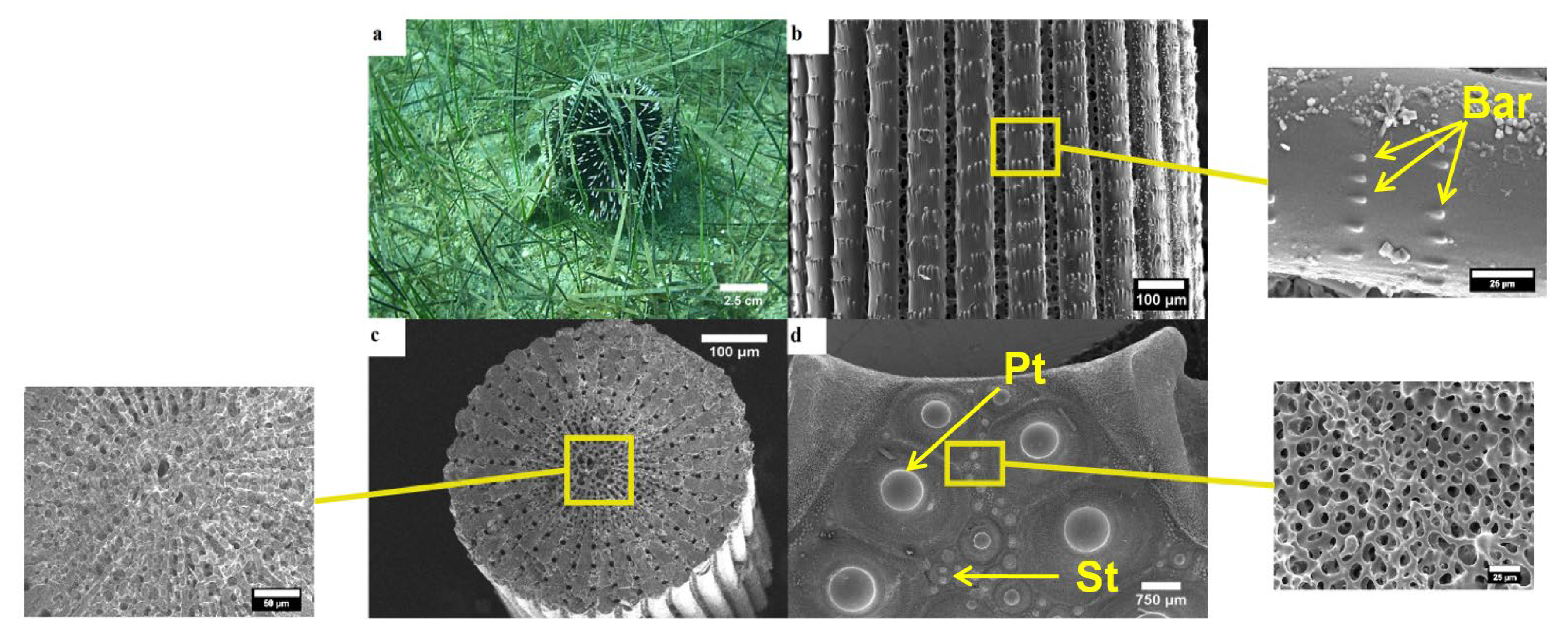 Animals 10 01351 g005