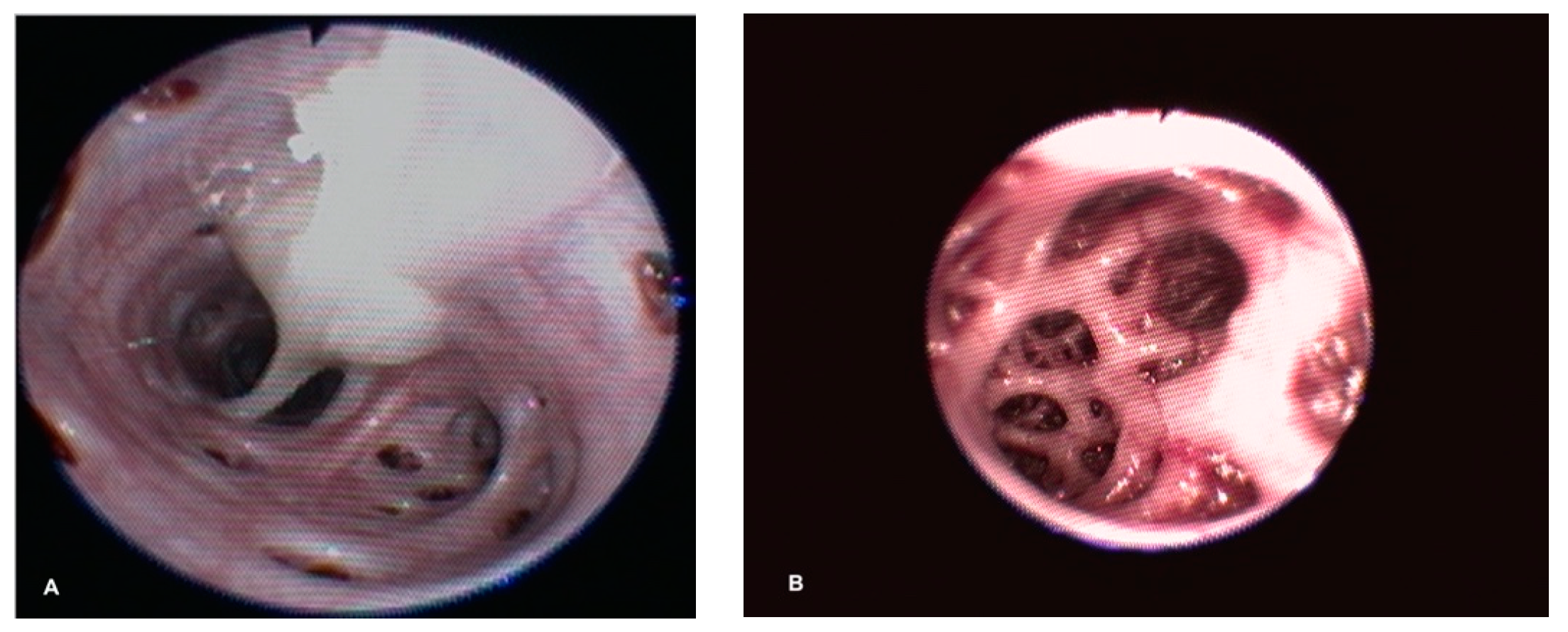 Animals 10 01355 g003