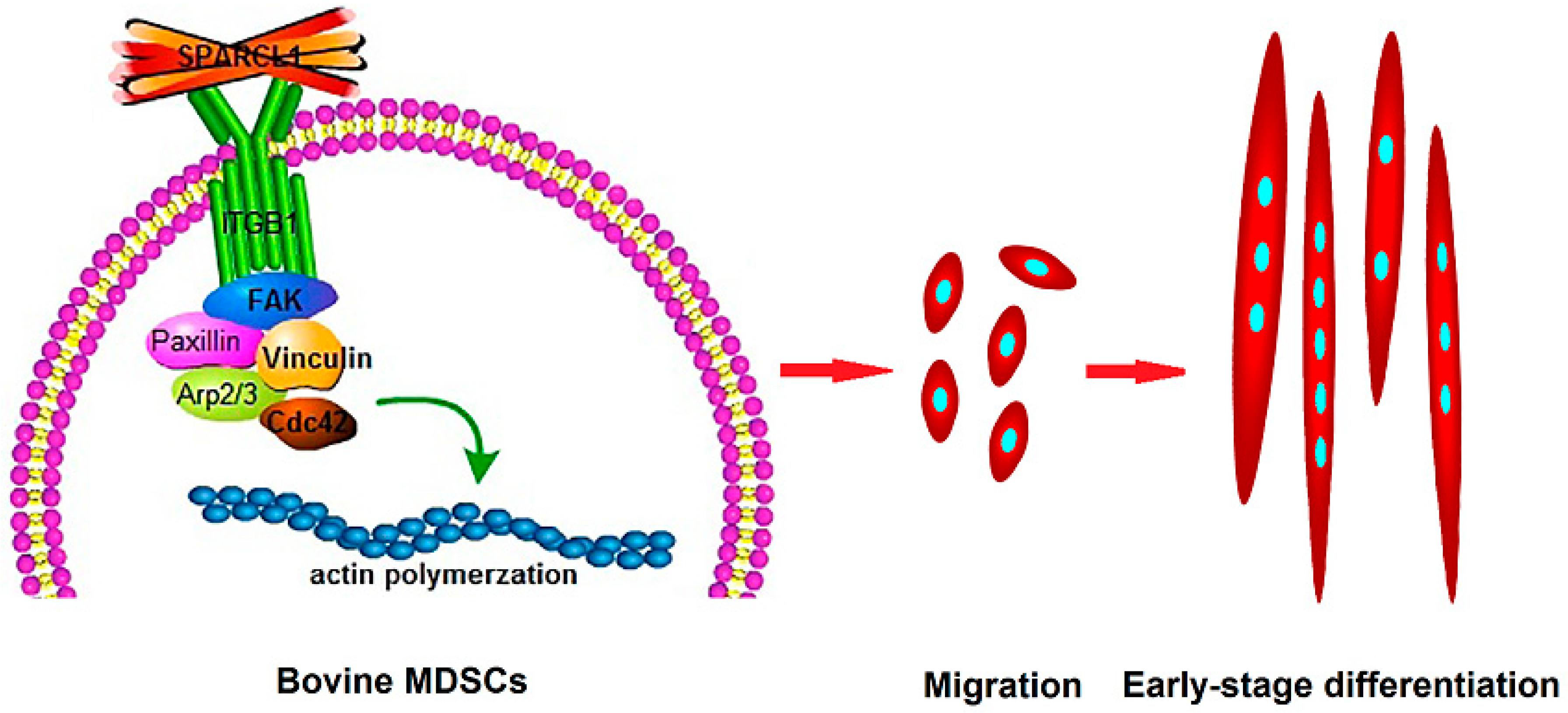 Animals 10 01361 g008 Animals 10 01361 g008