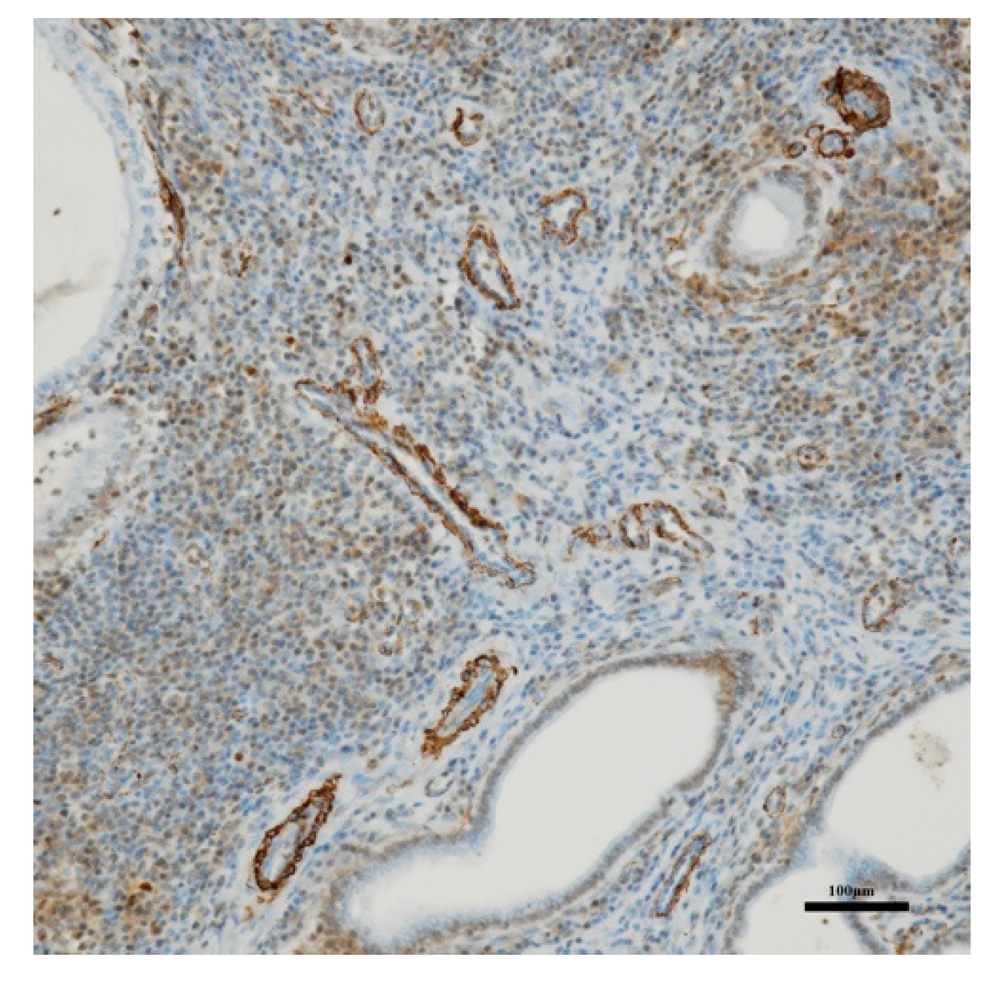 Animals 10 01368 g005