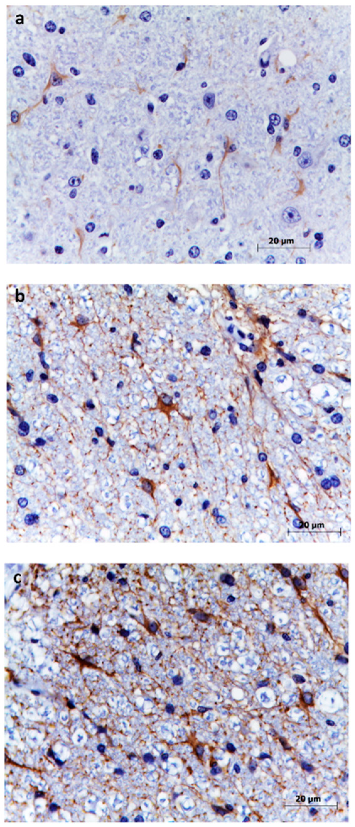 Animals 10 01373 g003