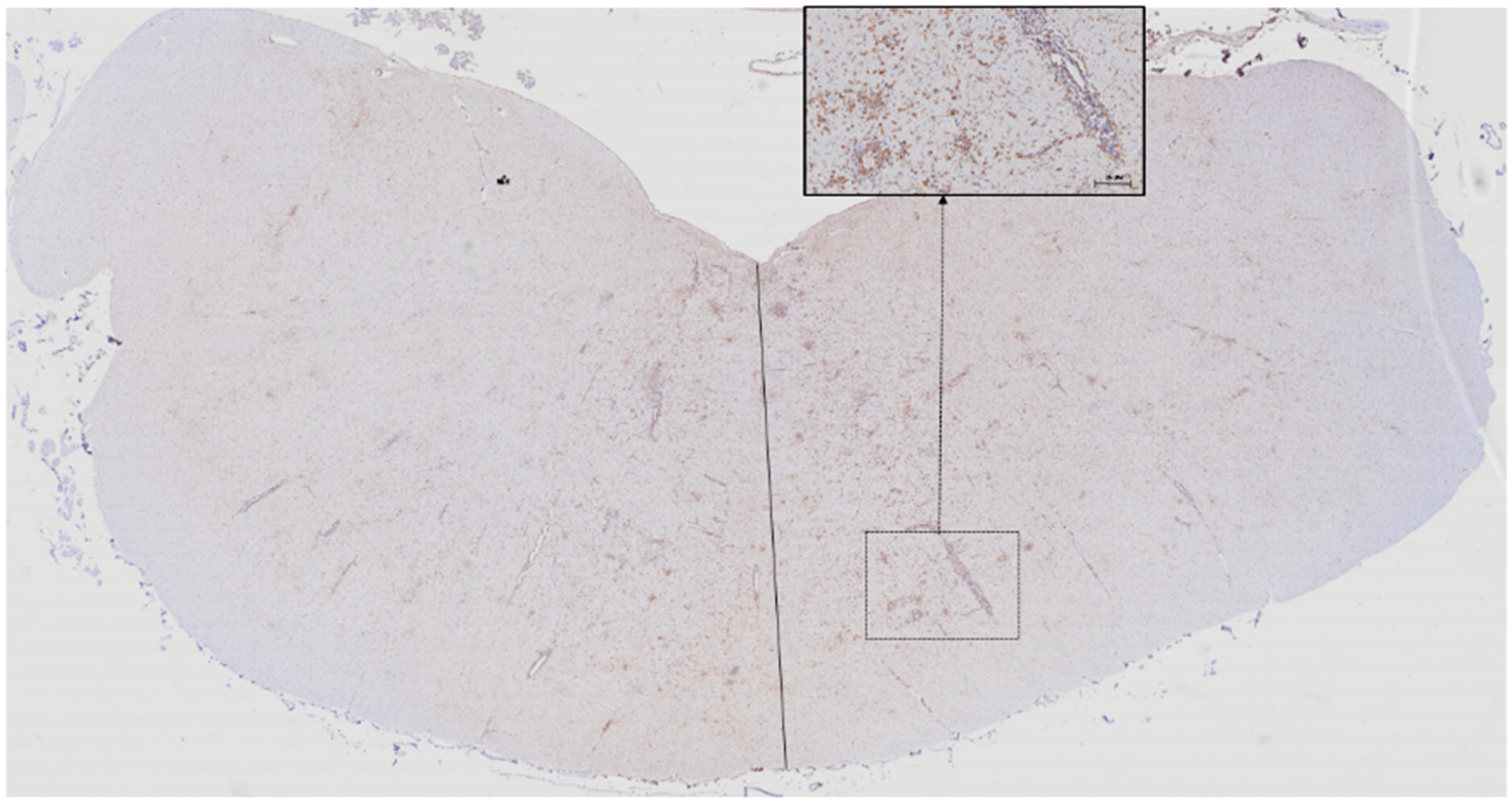 Animals 10 01373 g004