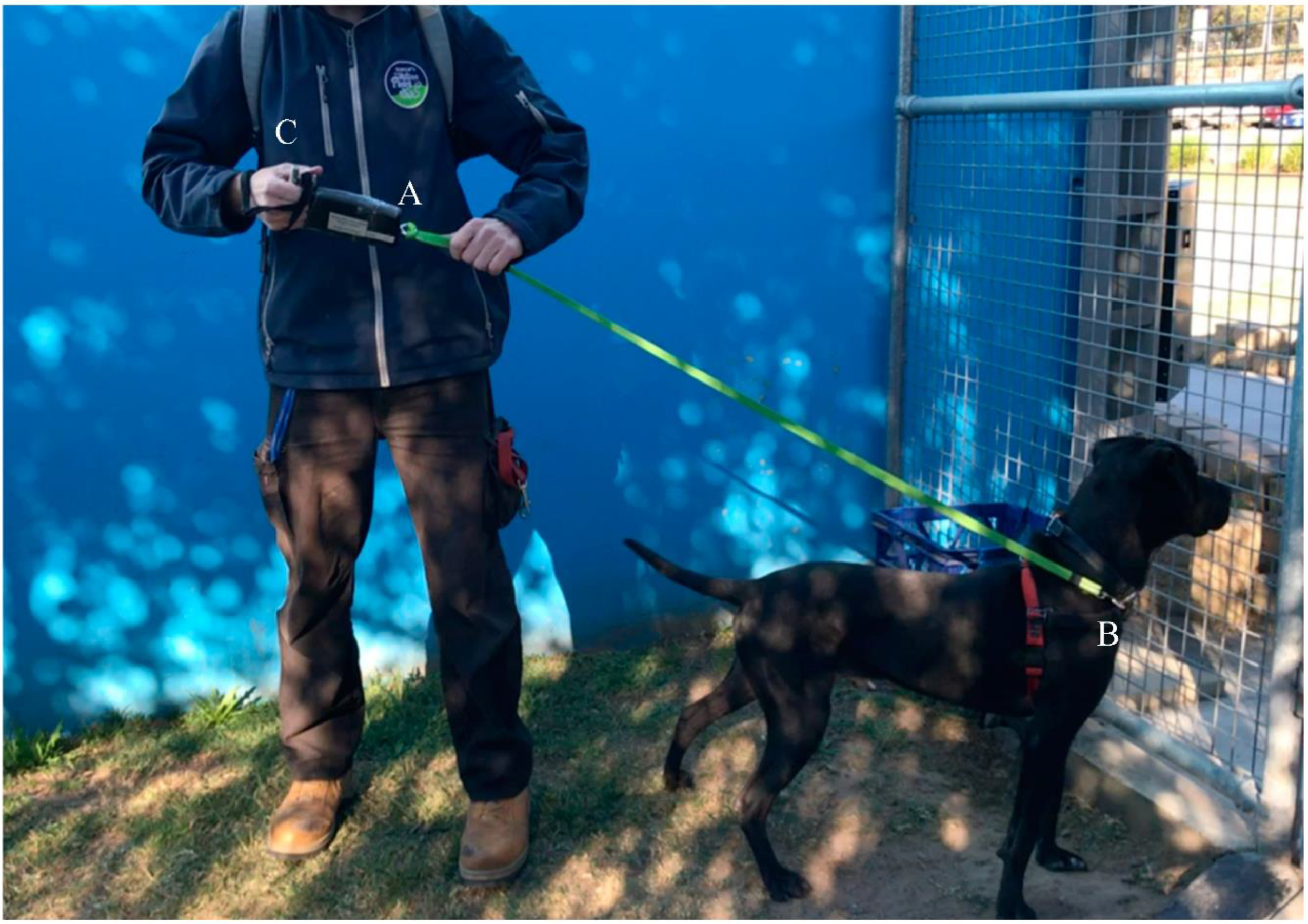 rspca dog harness