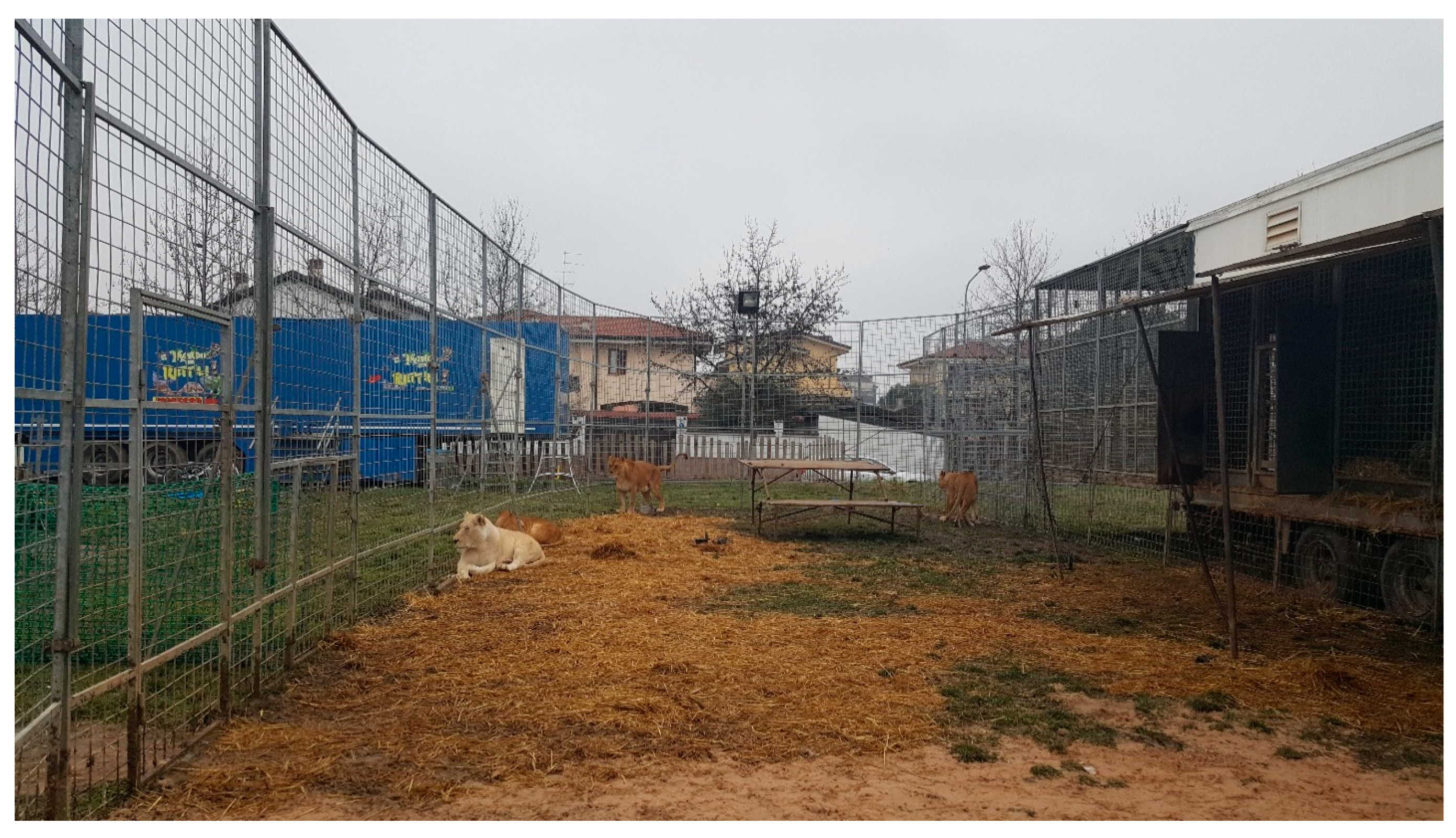 Animals 10 01388 g001