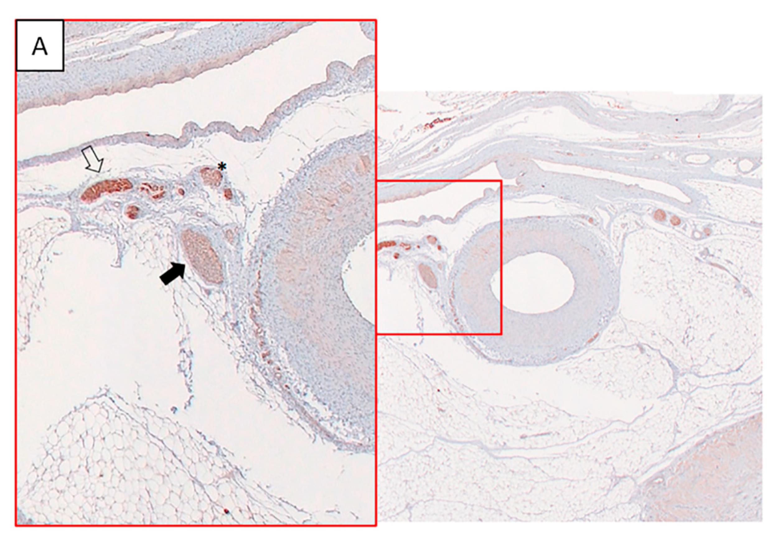 Animals 10 01446 g006a