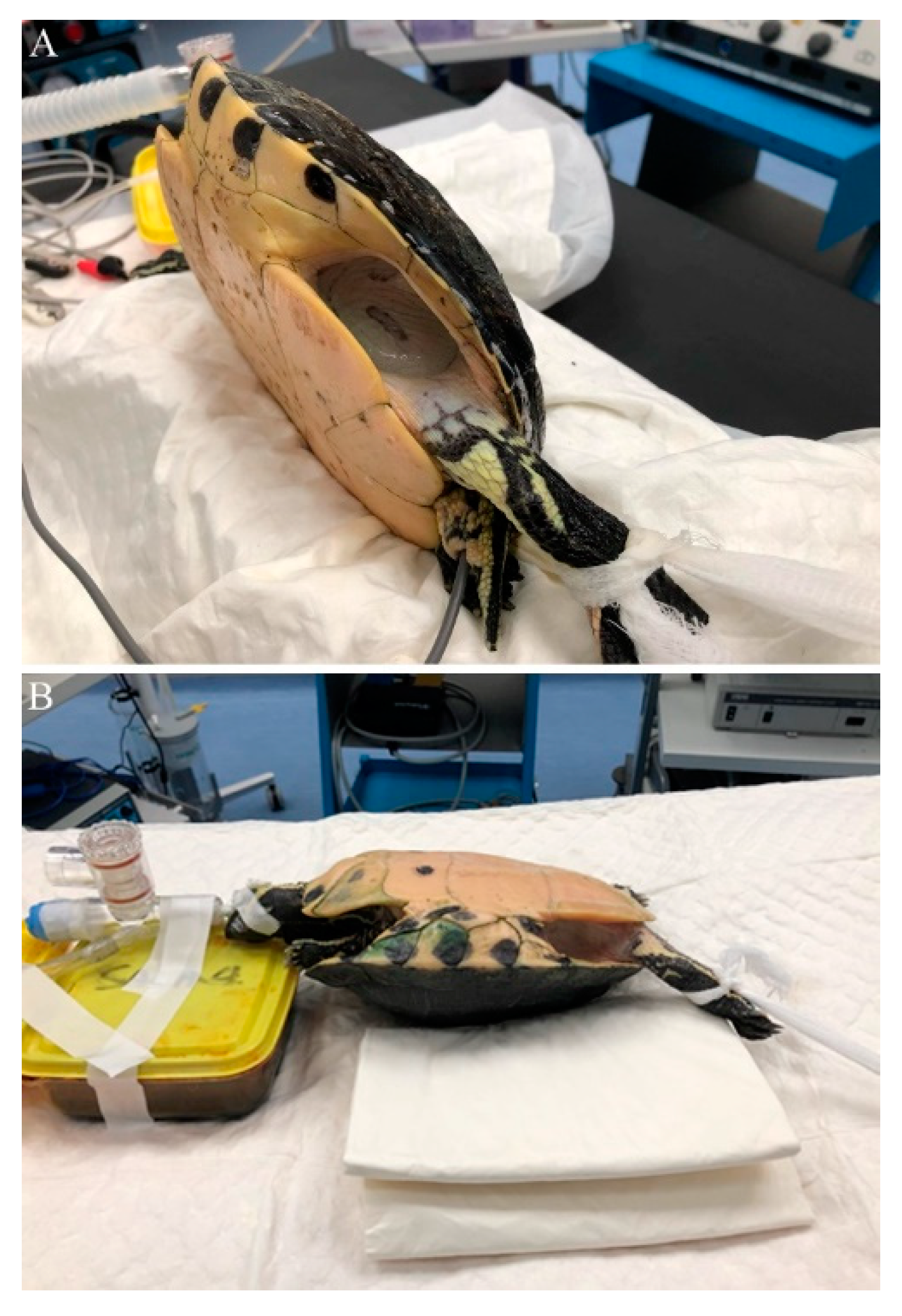 Animals Free FullText Comparison of Lateral and Dorsal Recumbency