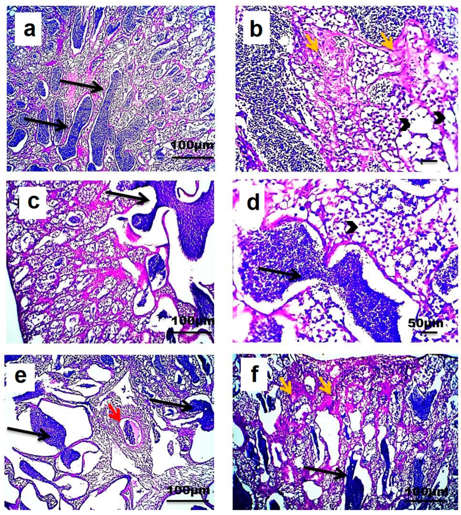 Animals 10 01475 g005 Animals 10 01475 g005