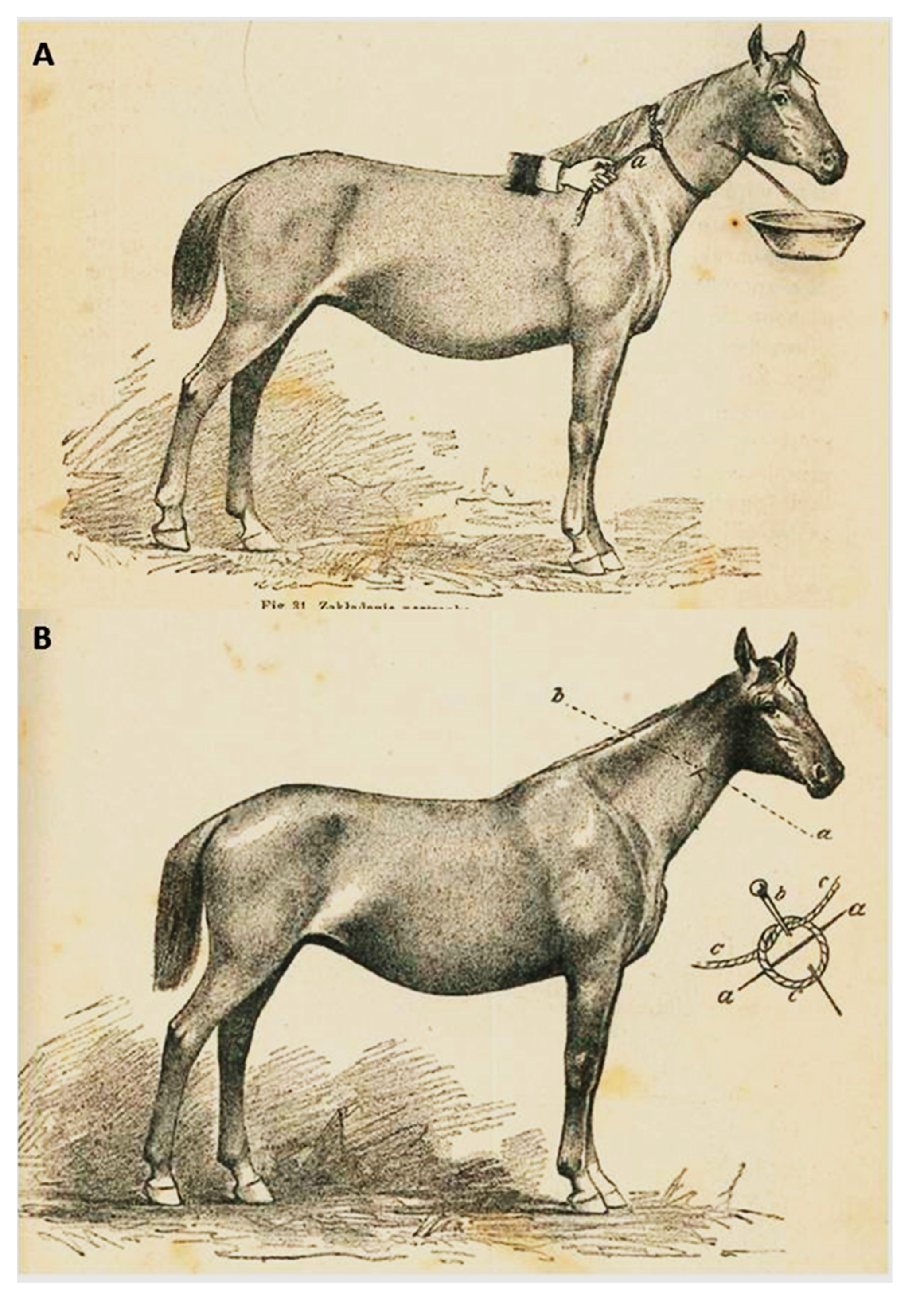 Animals 10 01487 g003