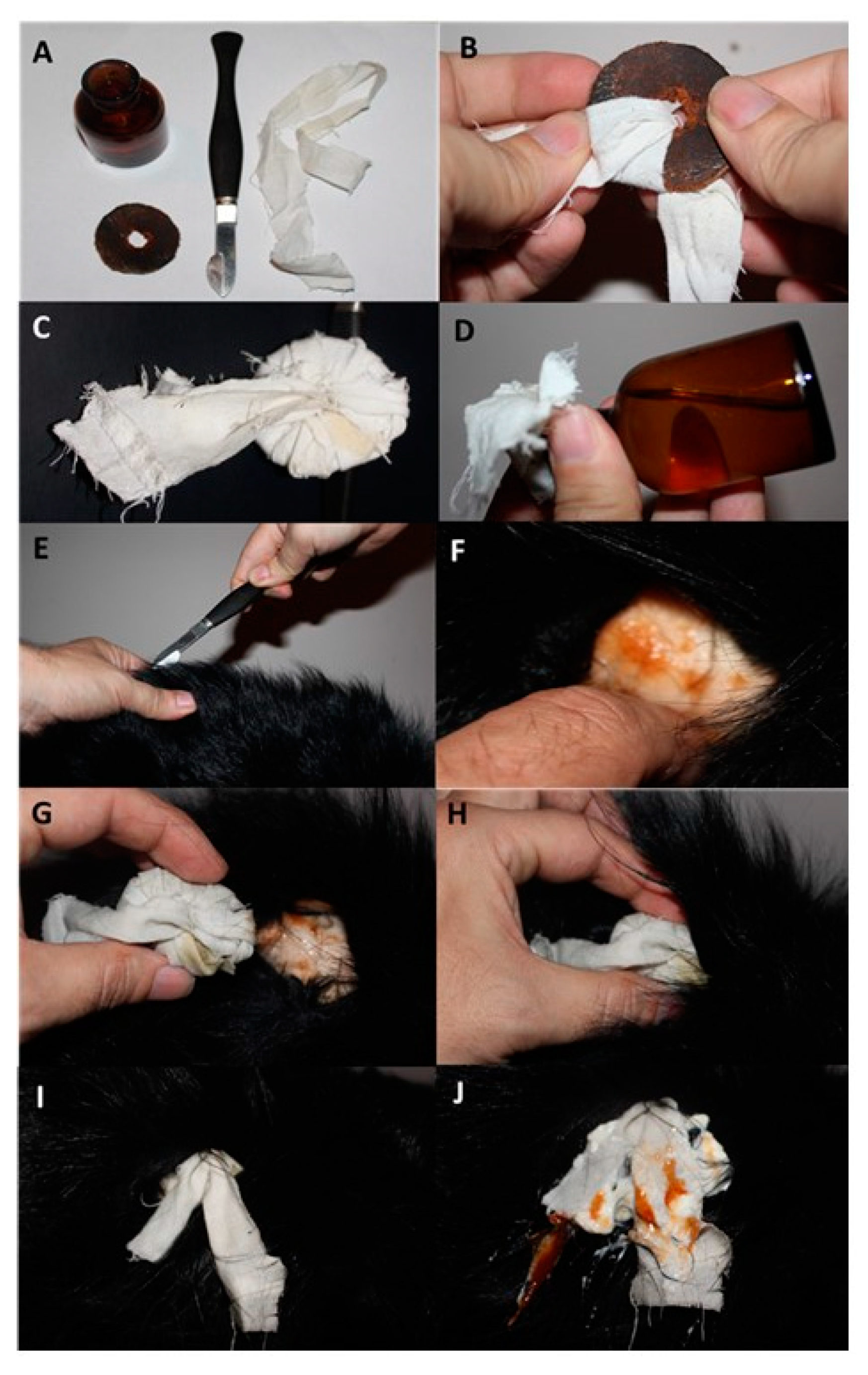 Animals 10 01487 g005