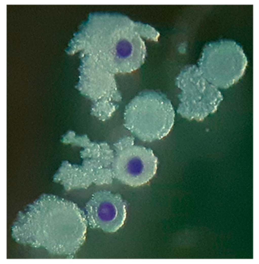 Animals 10 01496 g001 Animals 10 01496 g001