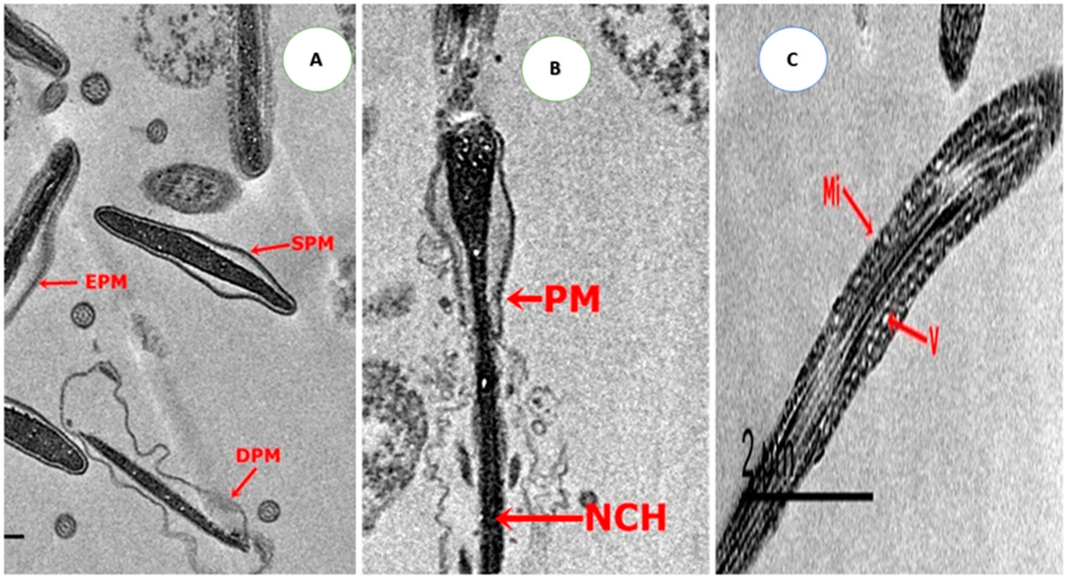 Animals 10 01508 g002