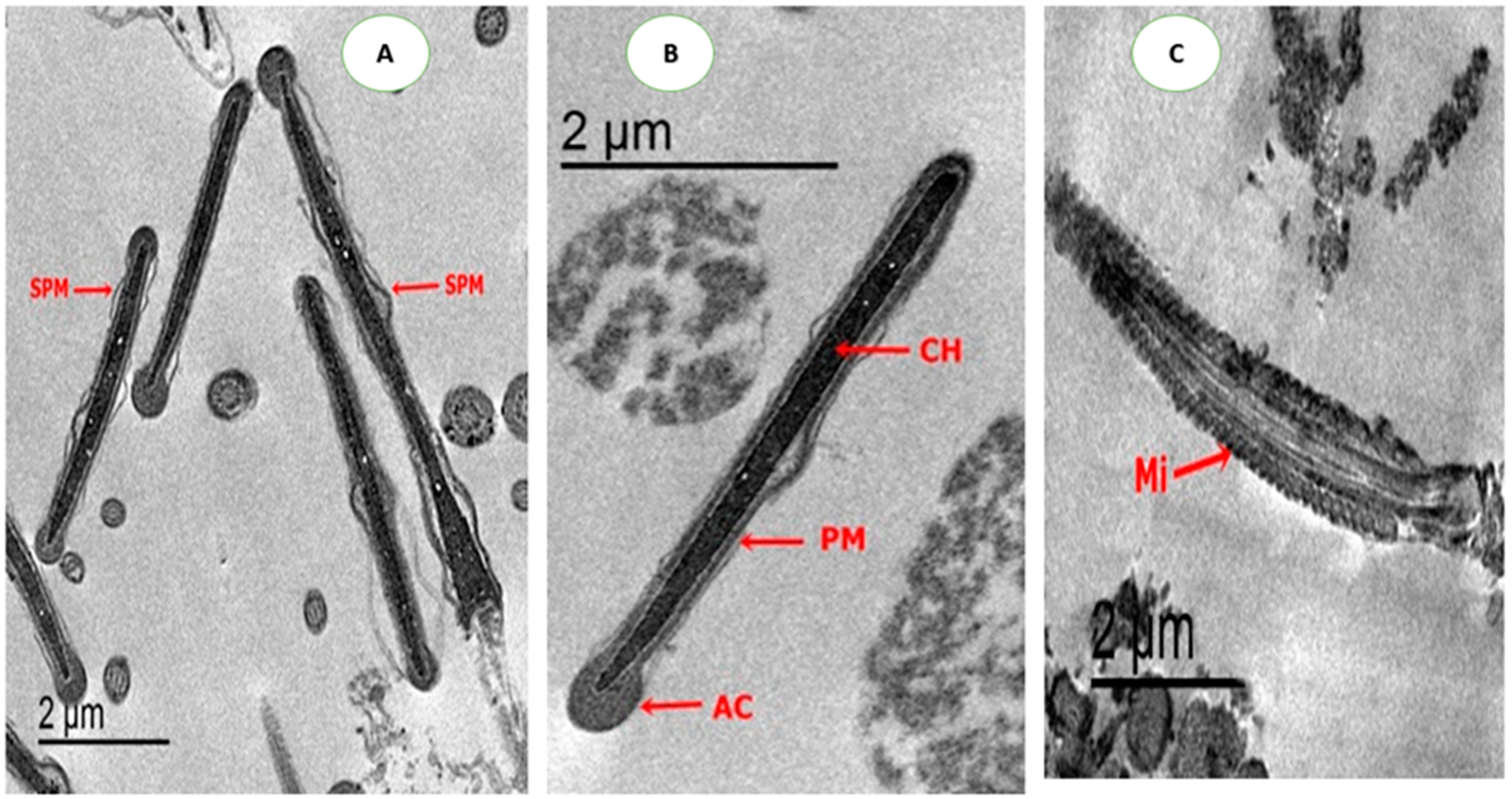 Animals 10 01508 g003