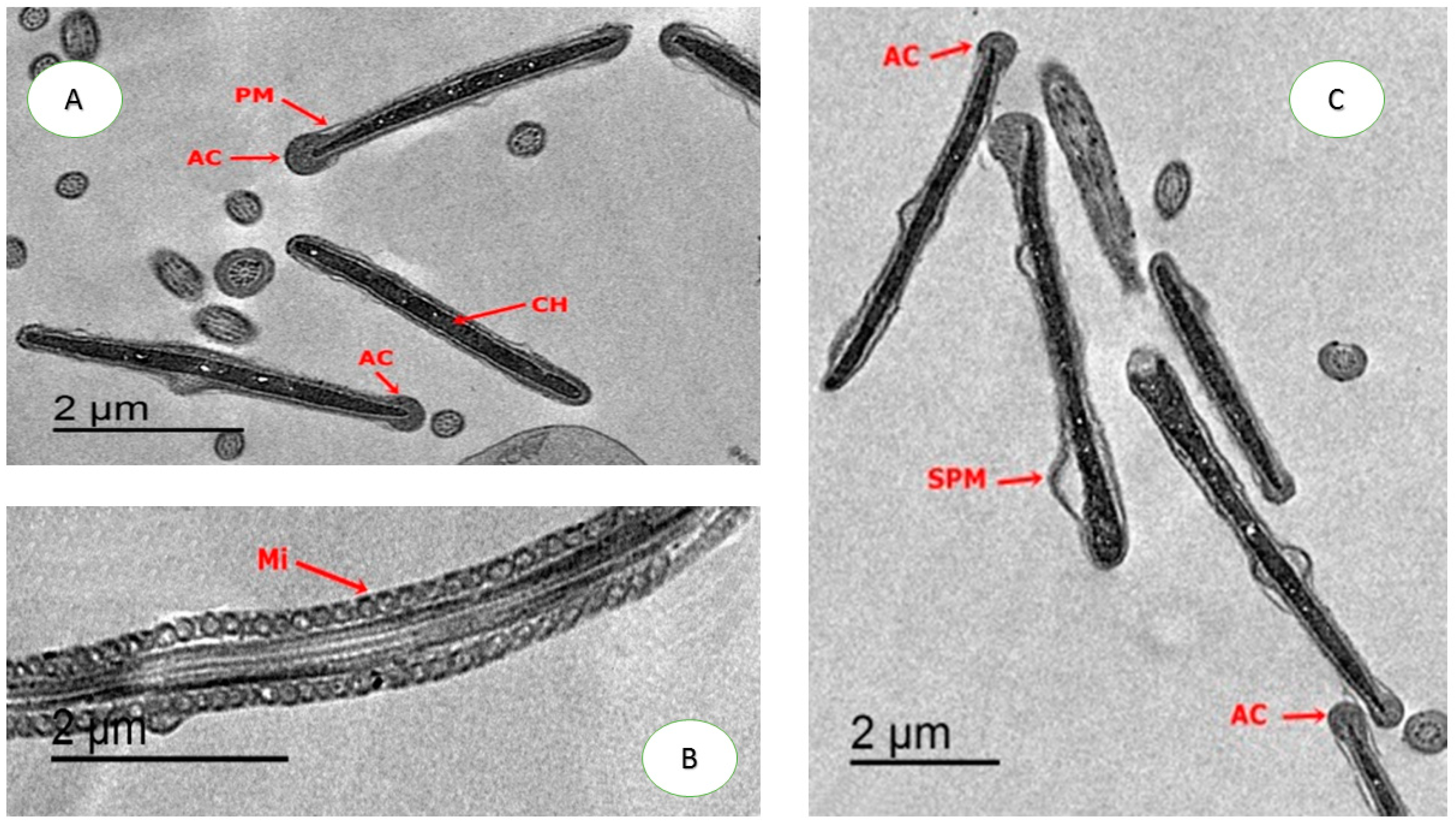 Animals 10 01508 g004