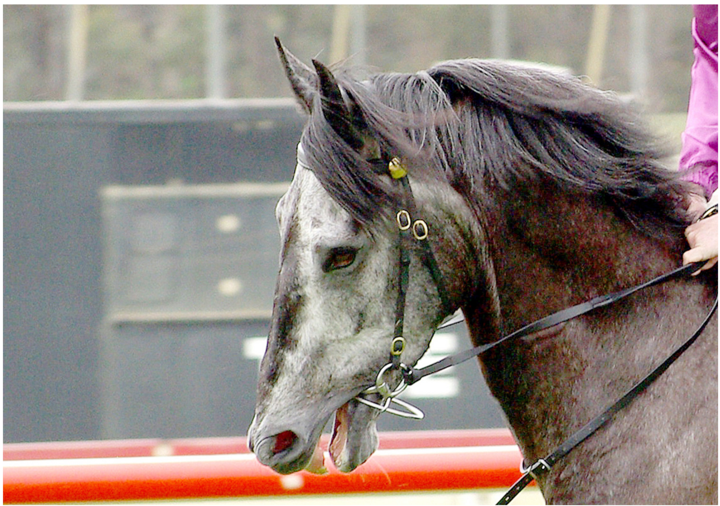 Animals 10 01513 g002