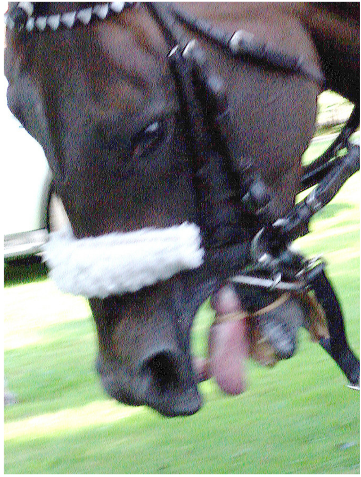 Animals 10 01513 g004