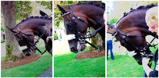 Animals Free Full Text Naturalness And The Legitimacy Of Thoroughbred Racing A Photo Elicitation Study With Industry Animal Advocacy Informants Html - Horse Racing Picture Frame 8×10 Animals Free Full Text Naturalness And The Legitimacy Of Thoroughbred Racing A Photo Elicitation Study With Industry Animal Advocacy Informants Html - Horse Racing Picture Frame 8×10