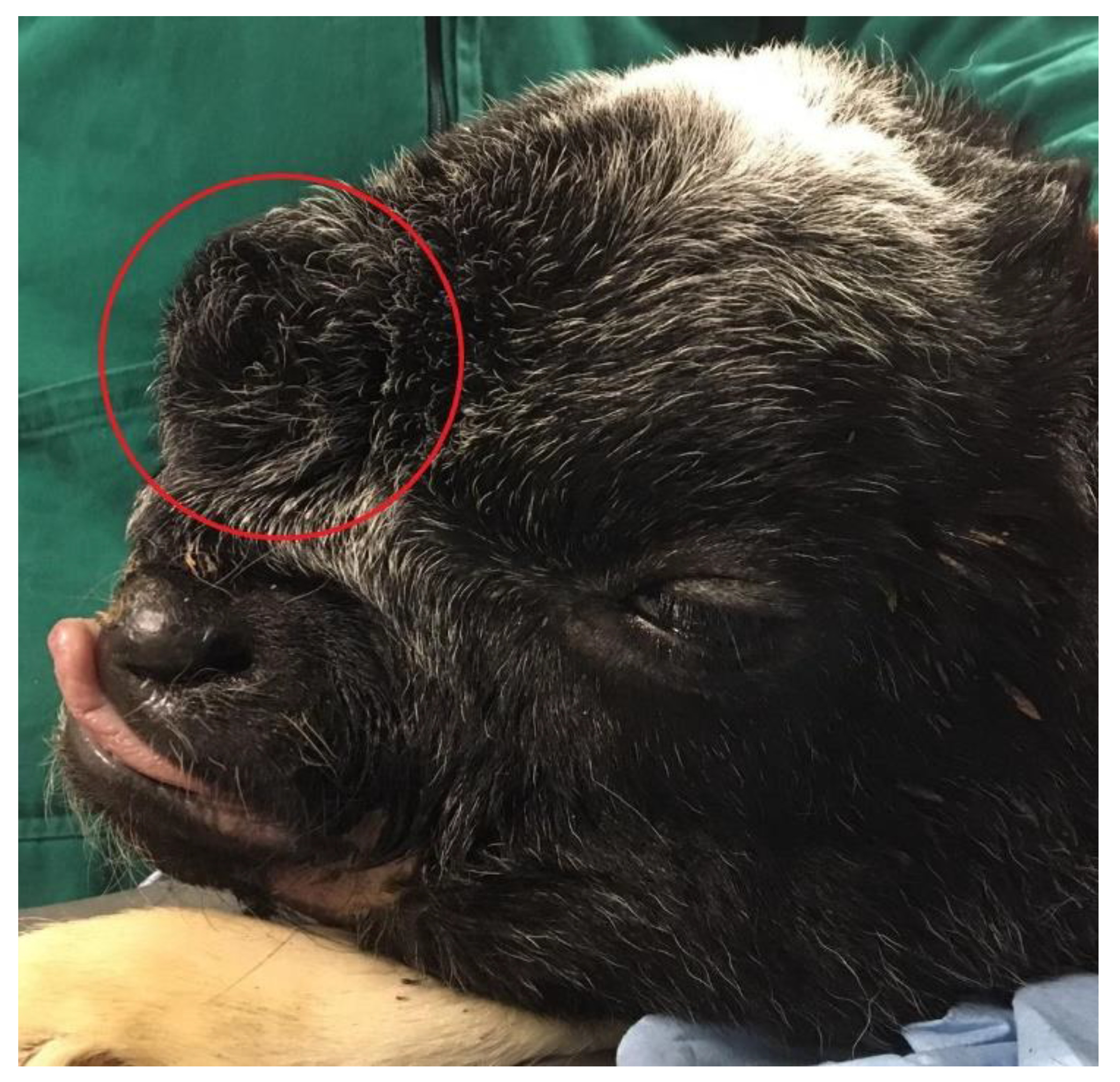 Animals 10 01532 g001