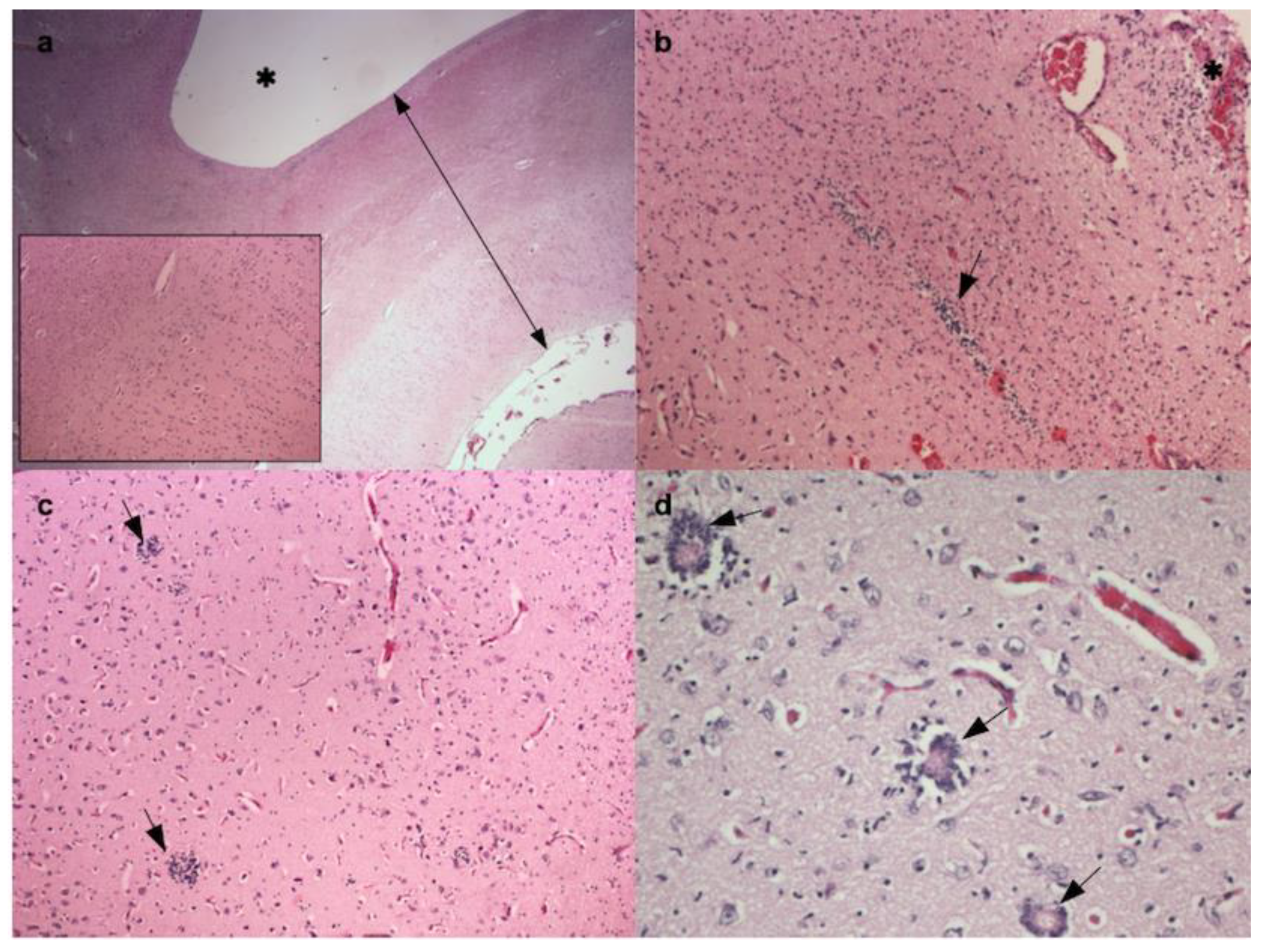 Animals 10 01532 g002