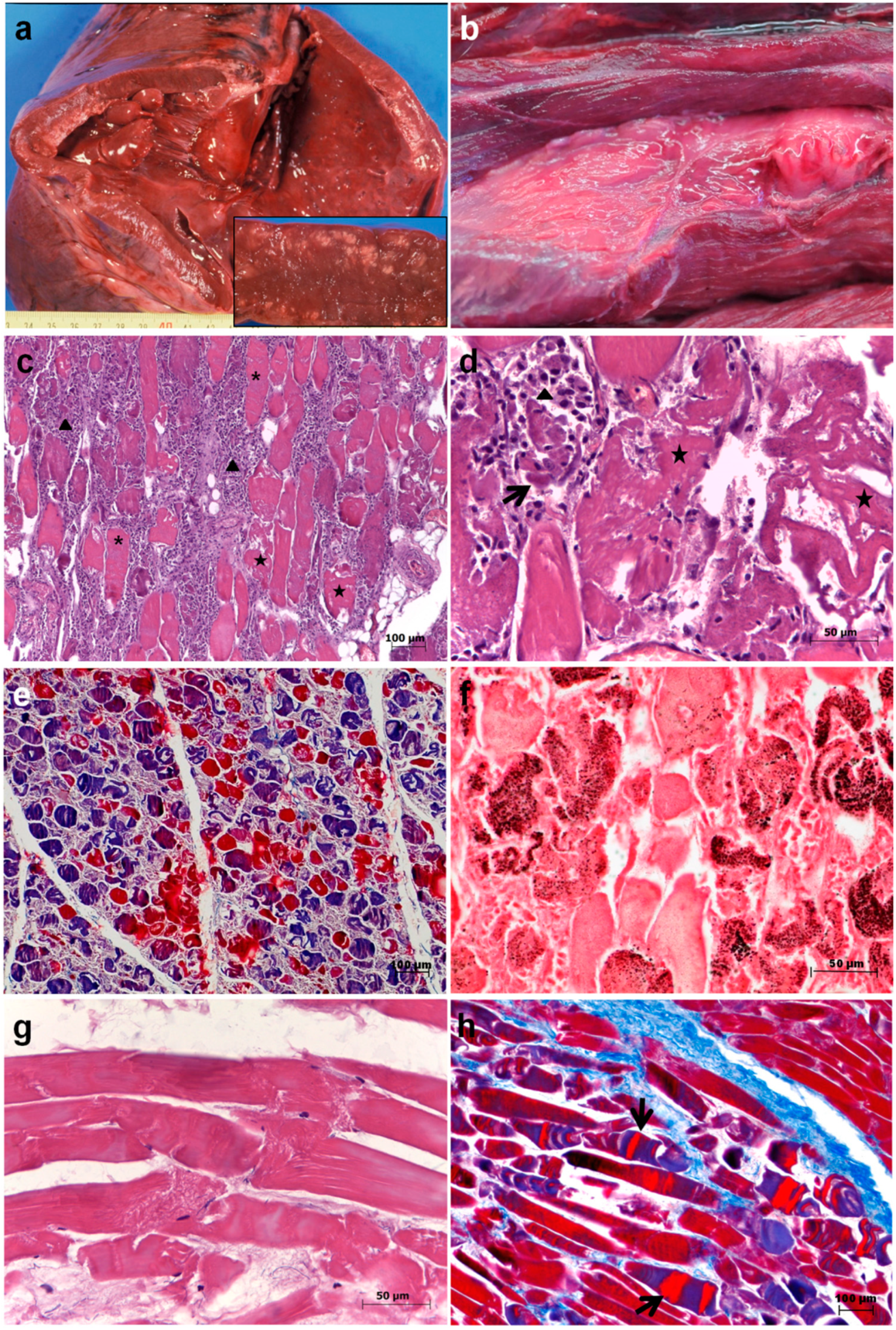 Animals 10 01538 g002 Animals 10 01538 g002