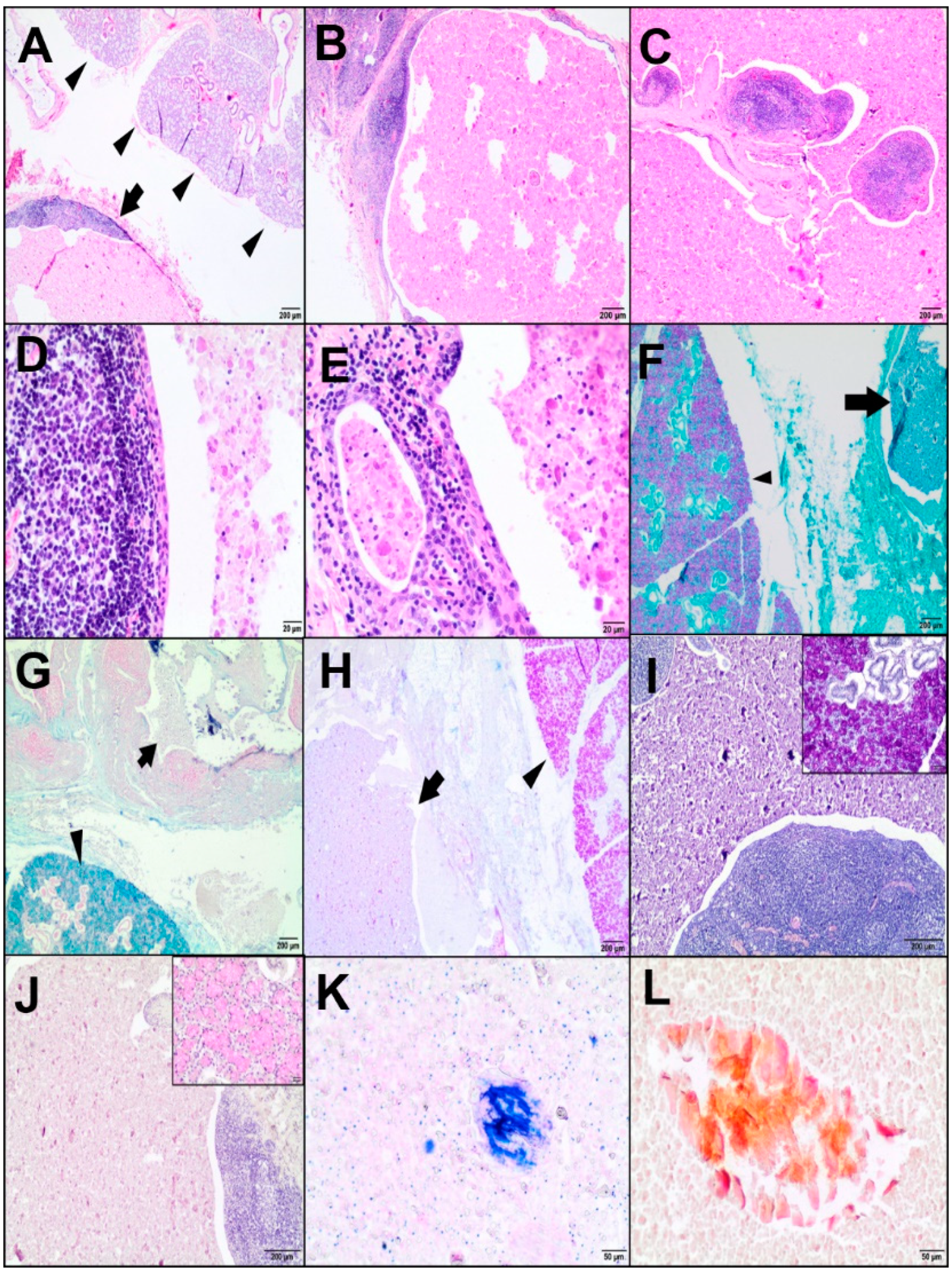 Animals | Free Full-Text | Lymphoepithelial Cyst of the Salivary Gland in a Small Ruminant Lentivirus-Positive Goat Animals | Free Full-Text | Lymphoepithelial Cyst of the Salivary Gland in a Small Ruminant Lentivirus-Positive Goat
