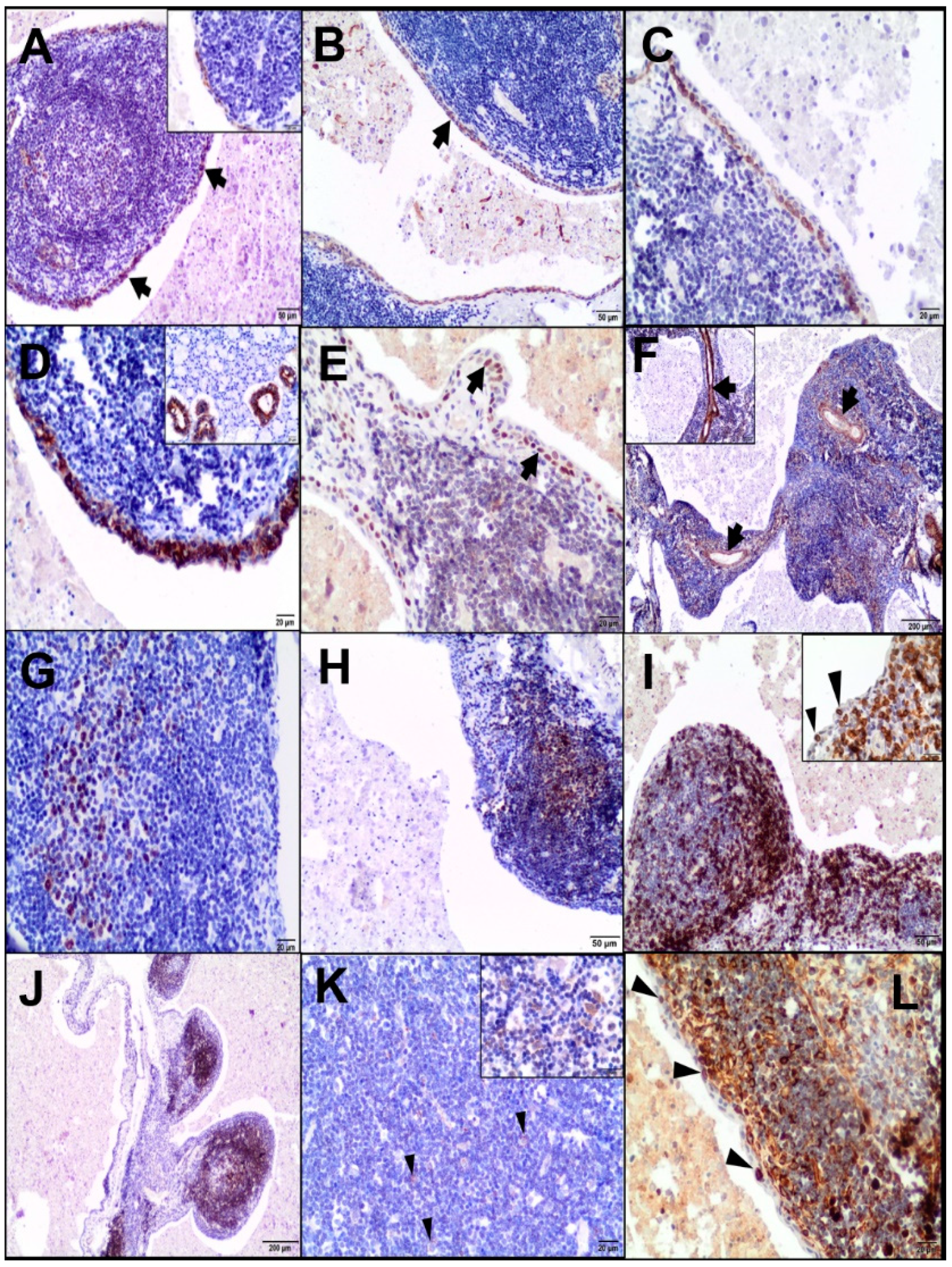 Animals 10 01545 g002