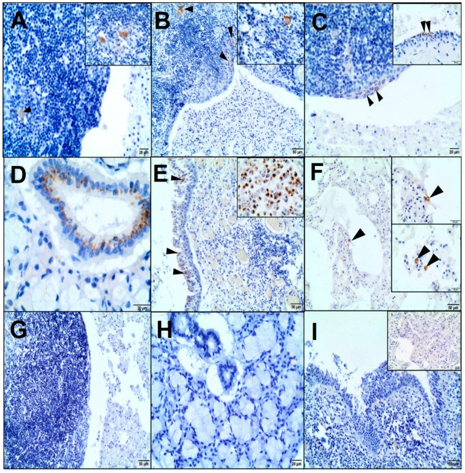 Animals 10 01545 g003