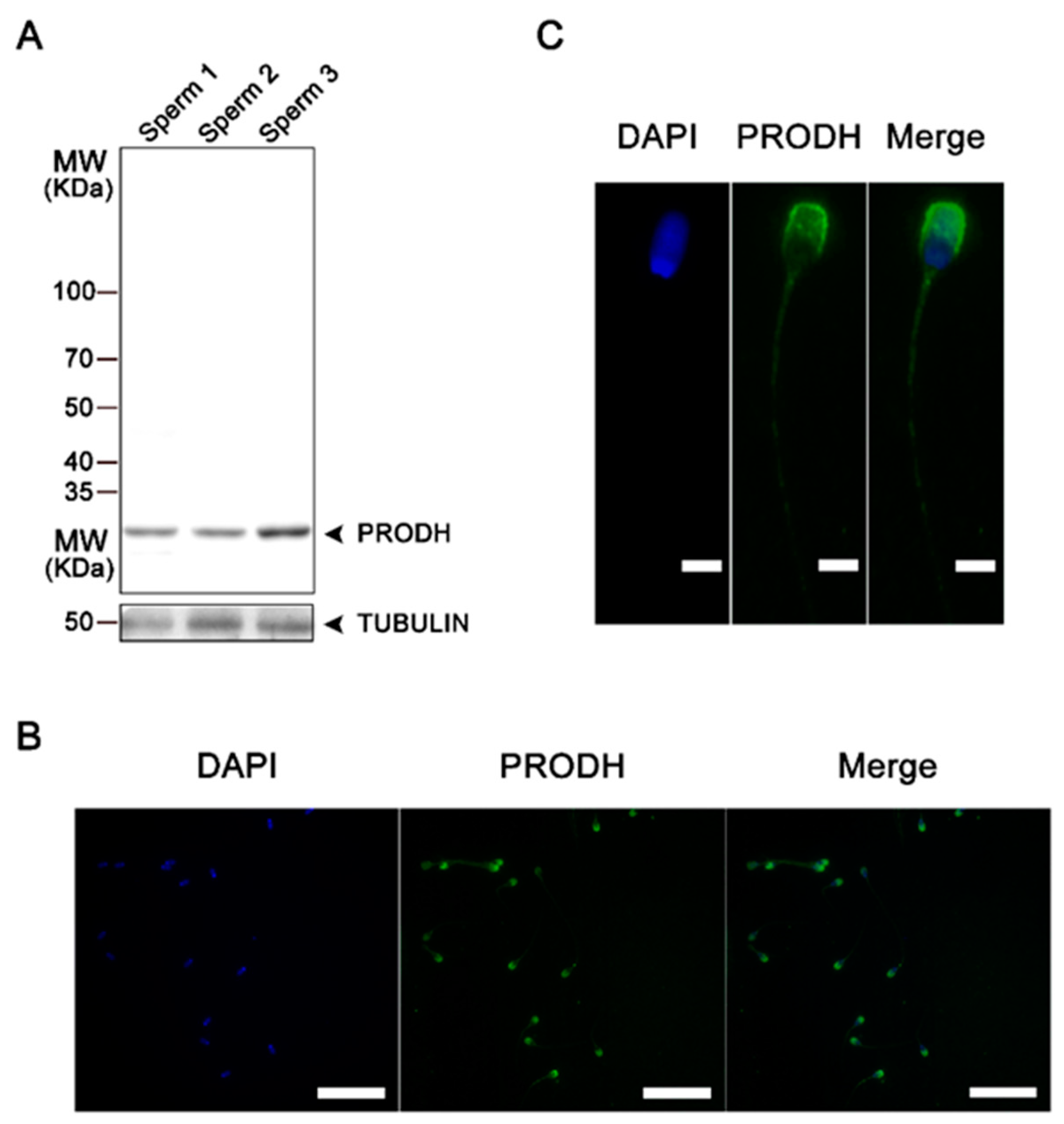 Animals 10 01549 g006 Animals 10 01549 g006