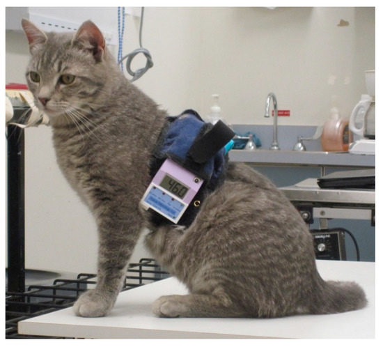 Animals Free Full Text Remote Controlled Nociceptive Threshold Testing Systems In Large Animals Html