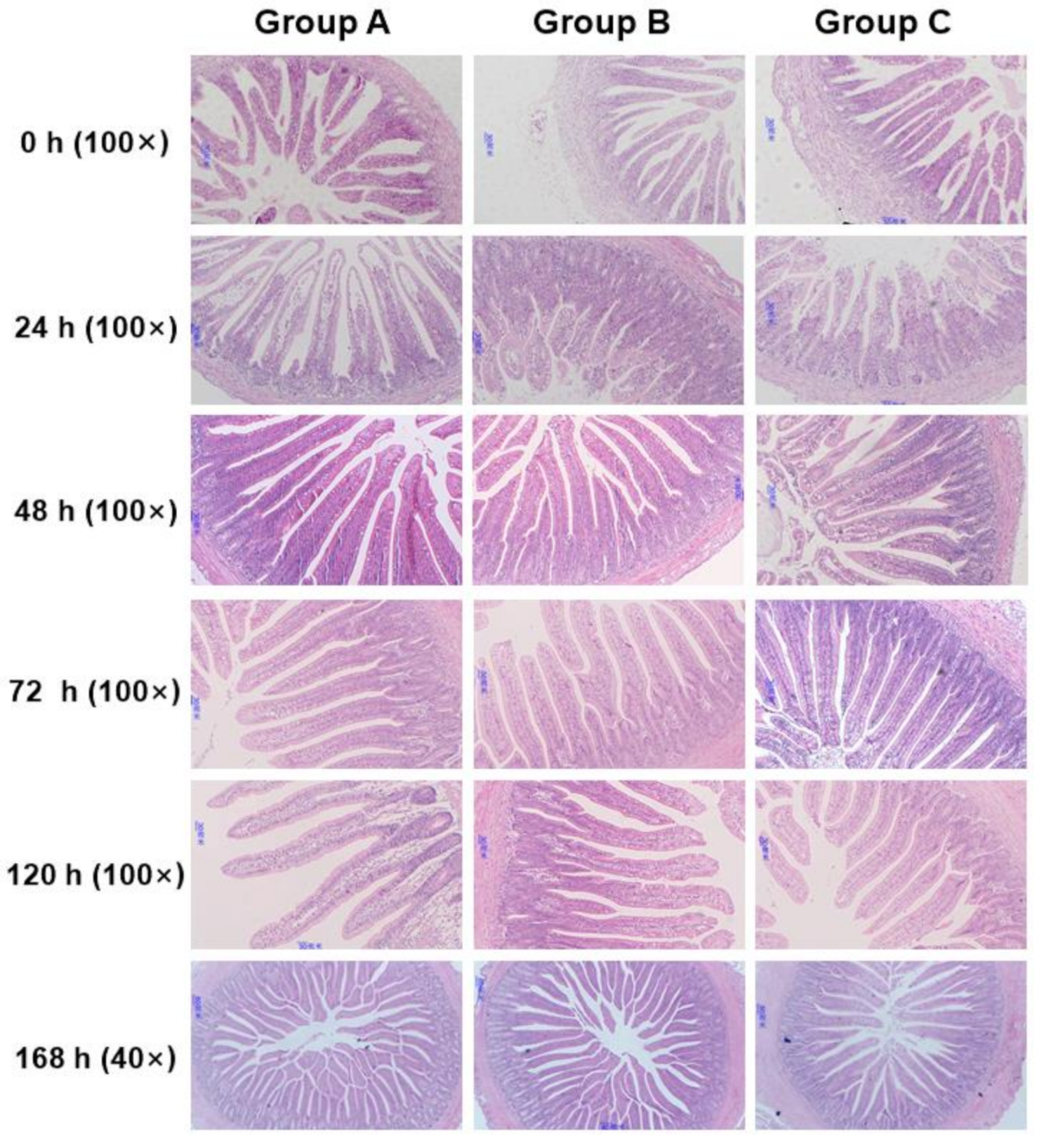 Animals 10 01568 g003 Animals 10 01568 g003