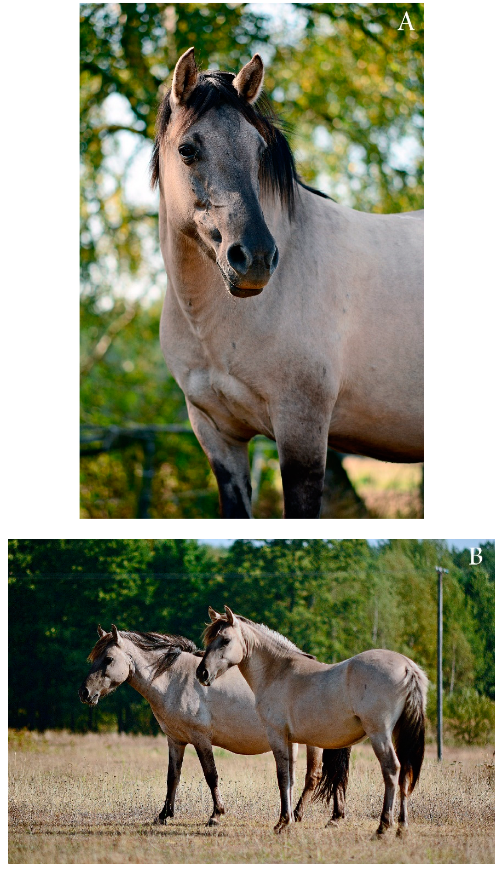 Animals 10 01569 g001 Animals 10 01569 g001