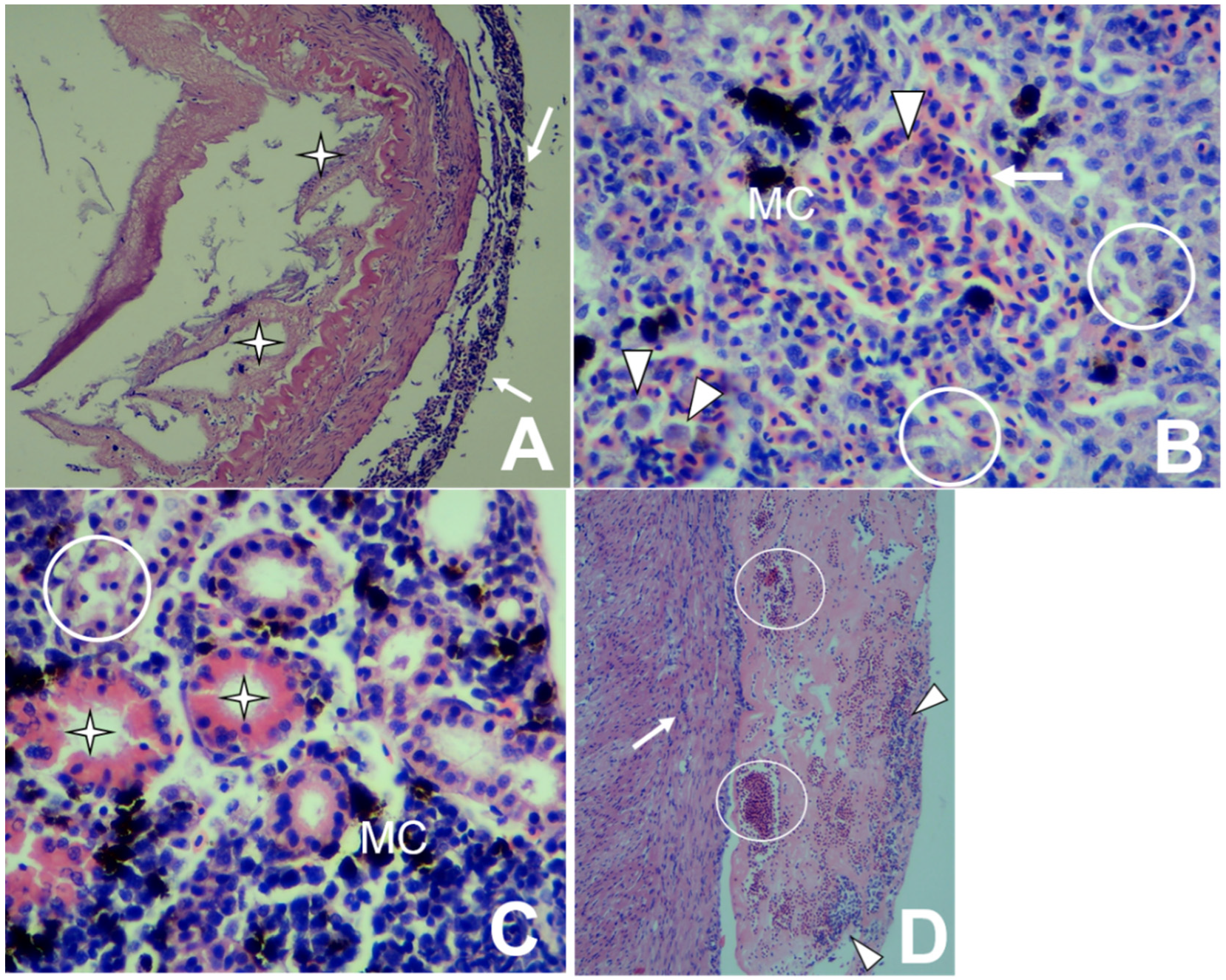 Animals 10 01609 g002 Animals 10 01609 g002