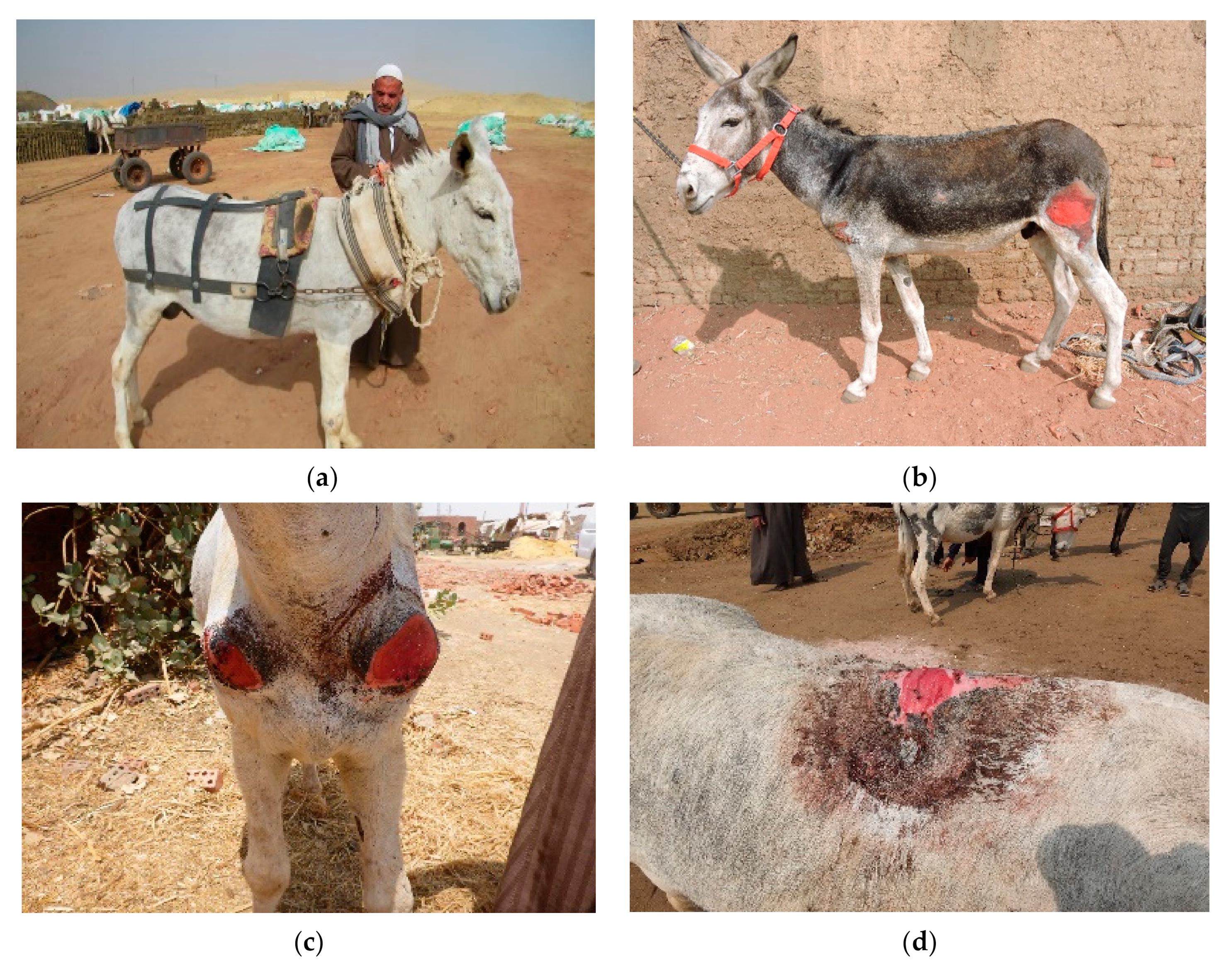Animals | Free Full-Text | Welfare Assessment and Identification of the Associated Risk Factors Compromising the Welfare of Working Donkeys (Equus asinus) in Egyptian Brick Kilns Animals | Free Full-Text | Welfare Assessment and Identification of the Associated Risk Factors Compromising the Welfare of Working Donkeys (Equus asinus) in Egyptian Brick Kilns