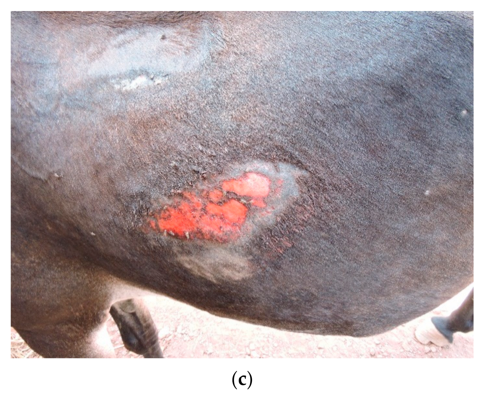 Animals 10 01611 g002b