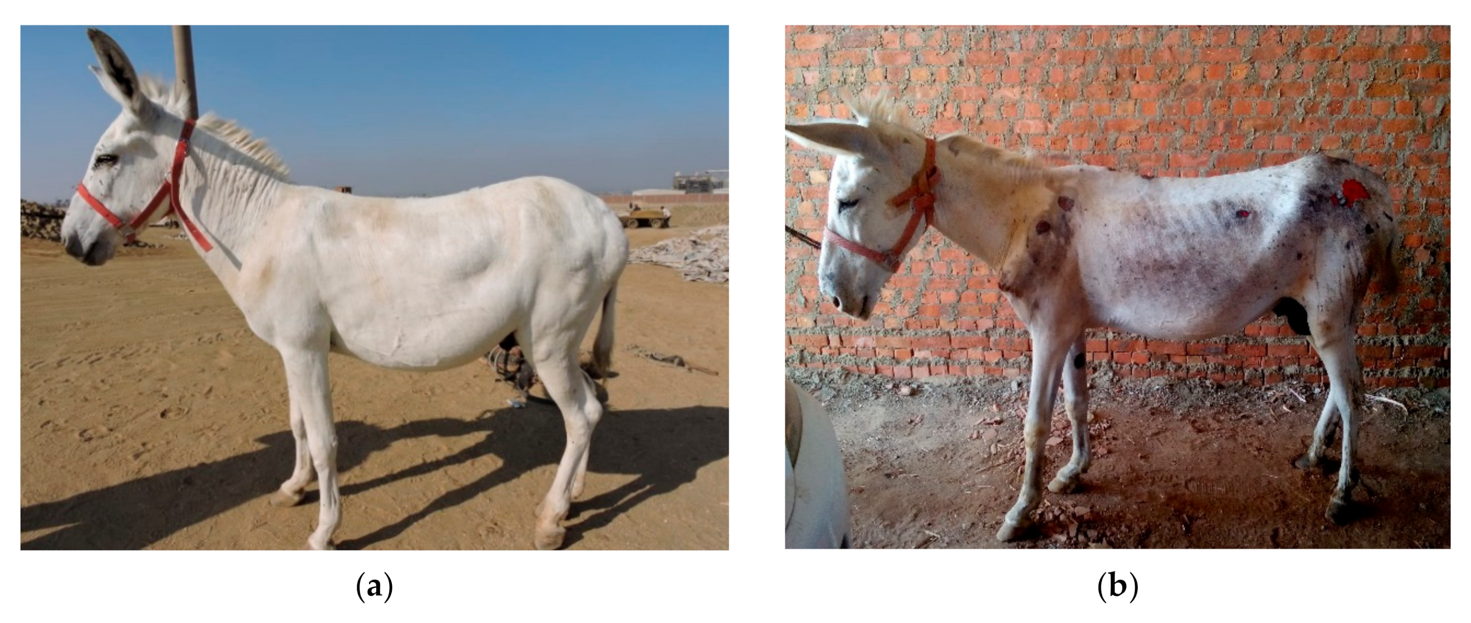 Animals 10 01611 g003